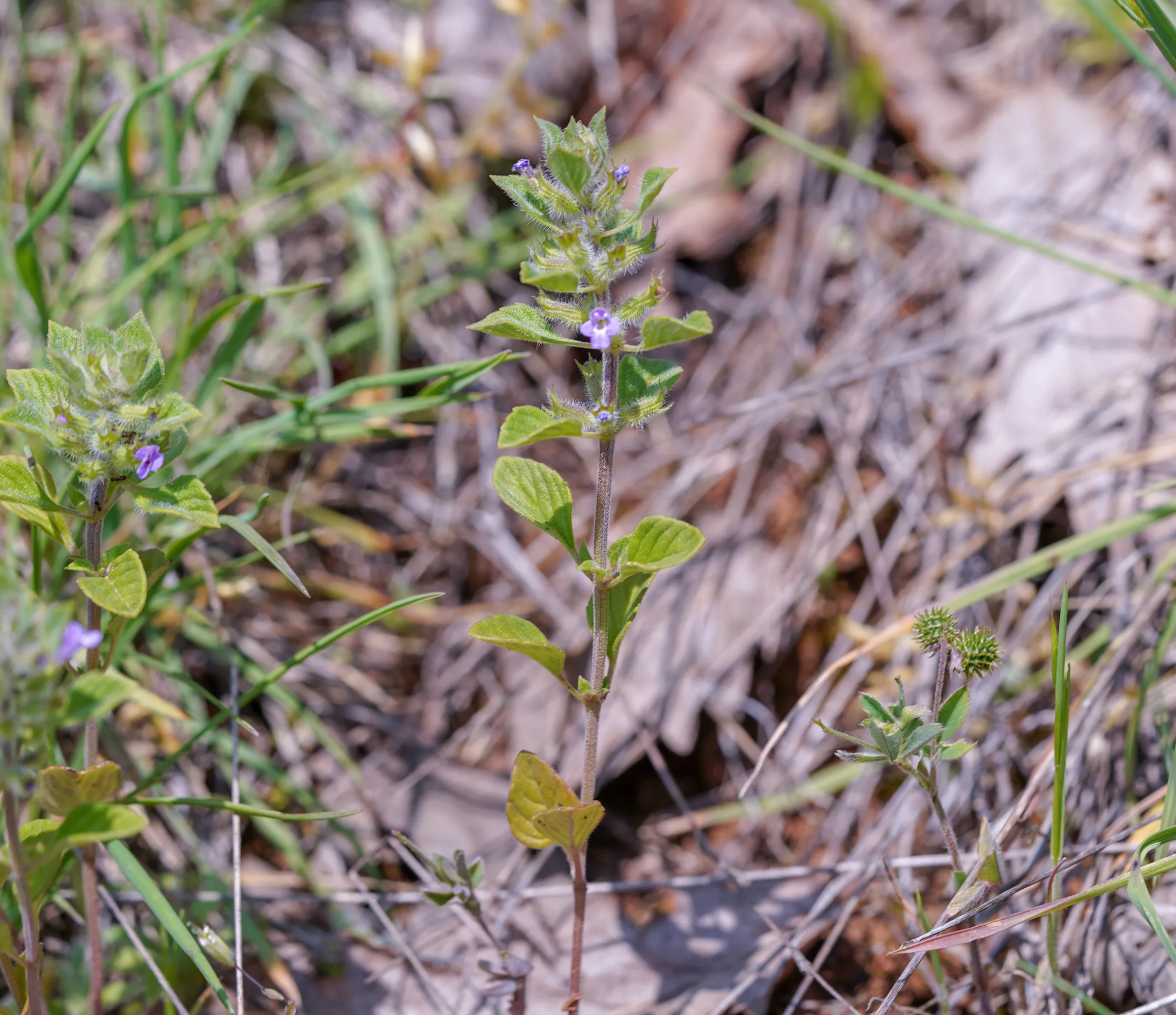 Clinopodium graveolens