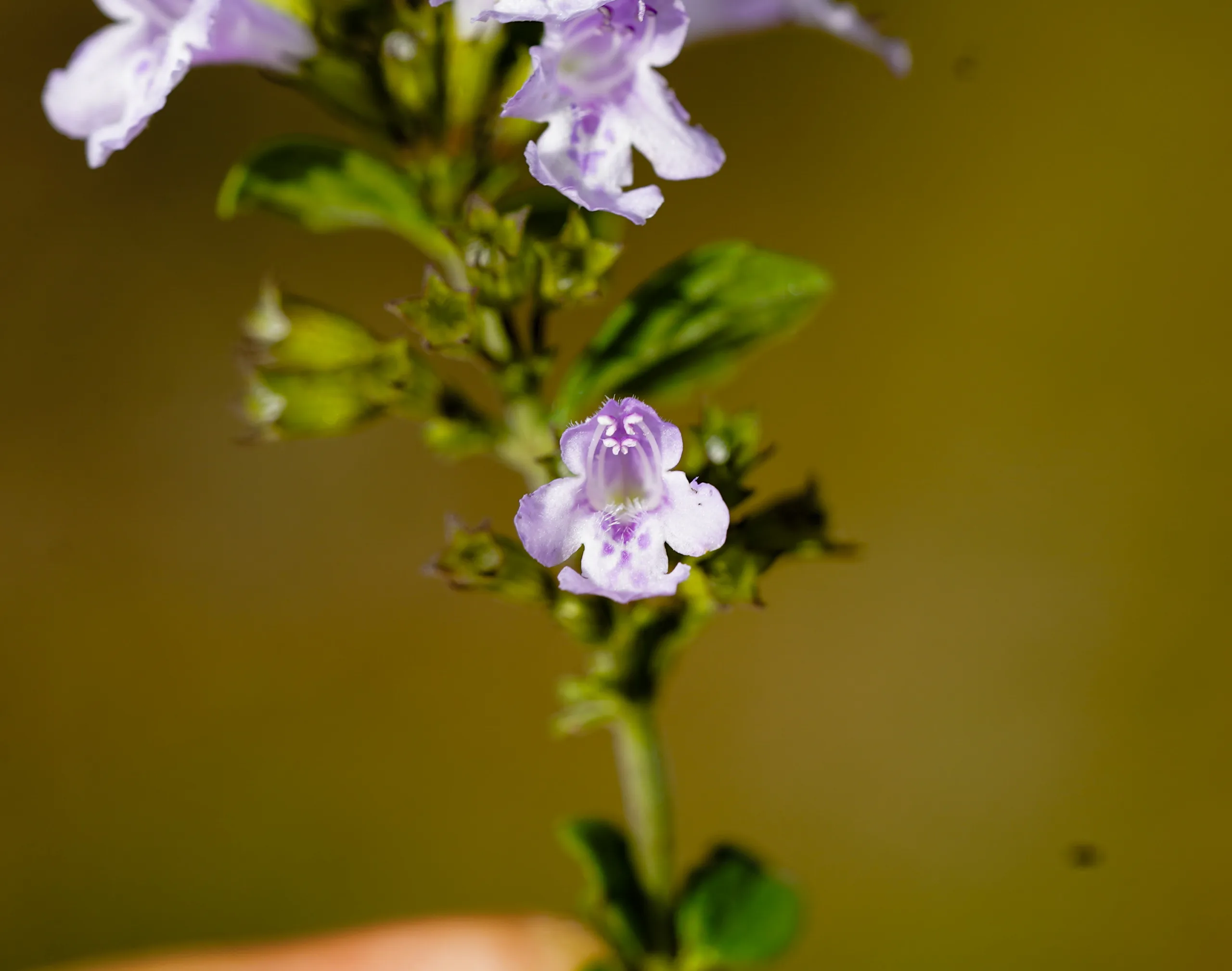Clinopodium nepeta
