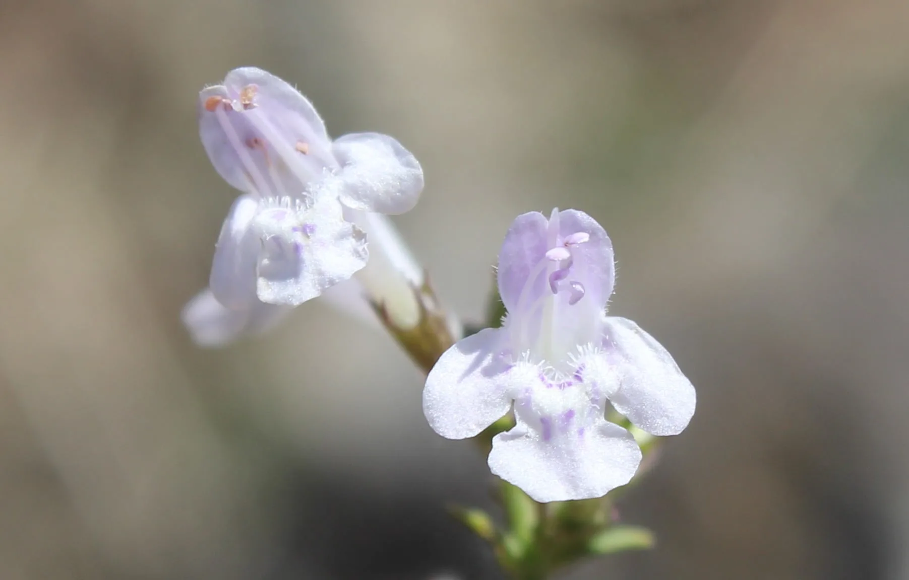 Clinopodium nepeta (Kedi fesleğeni)