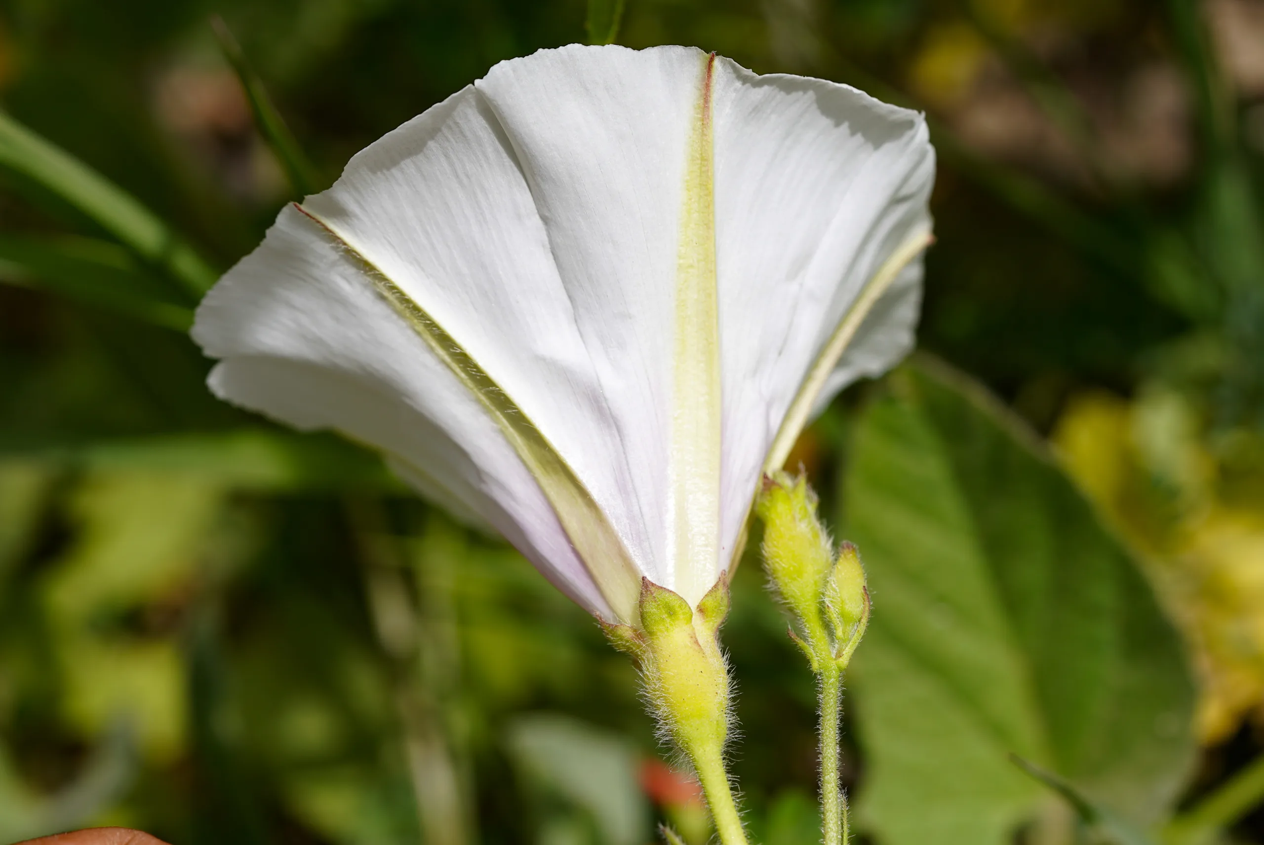 Convolvulus betonicifolius