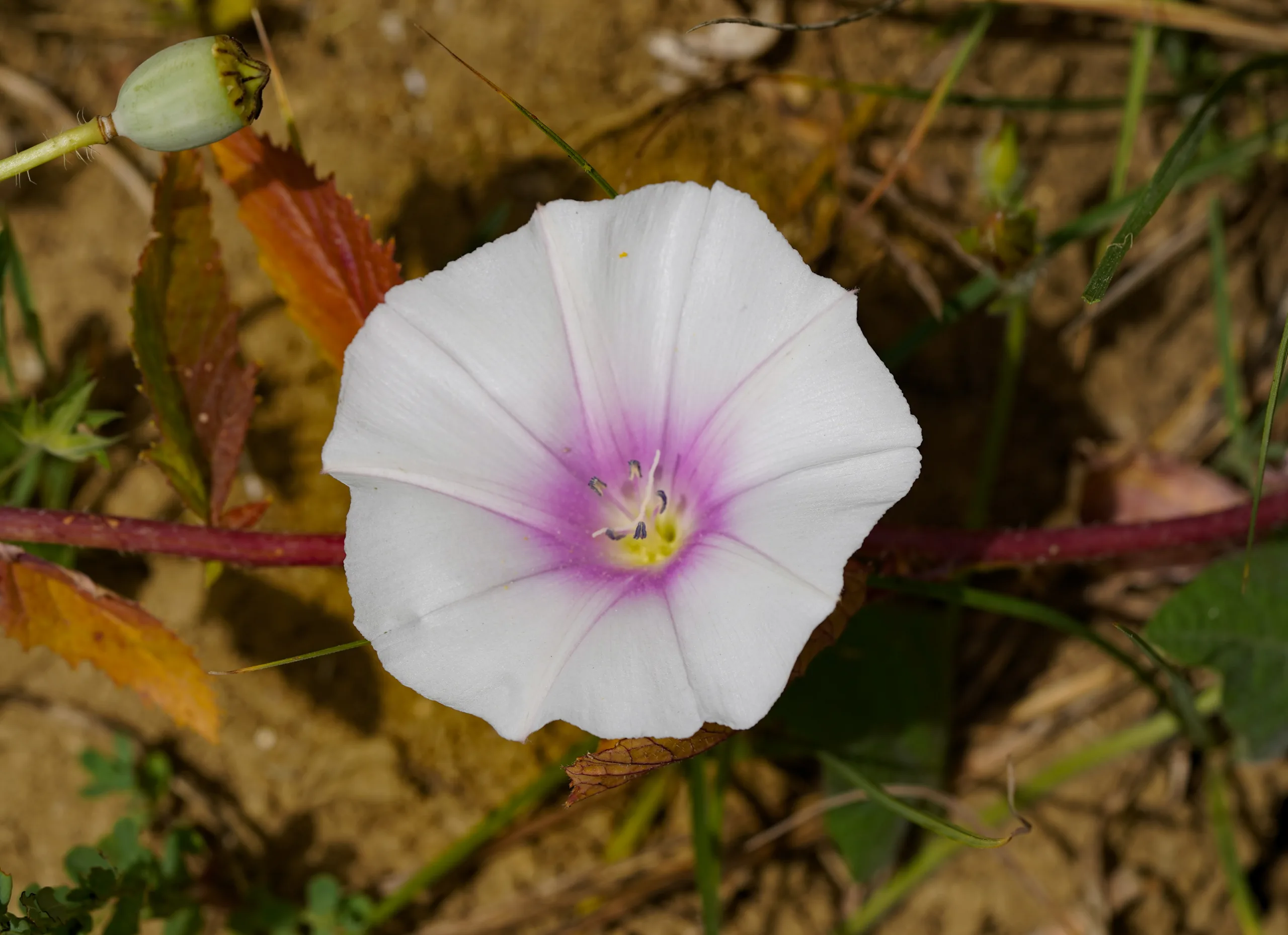 Convolvulus betonicifolius (Koyungözü)