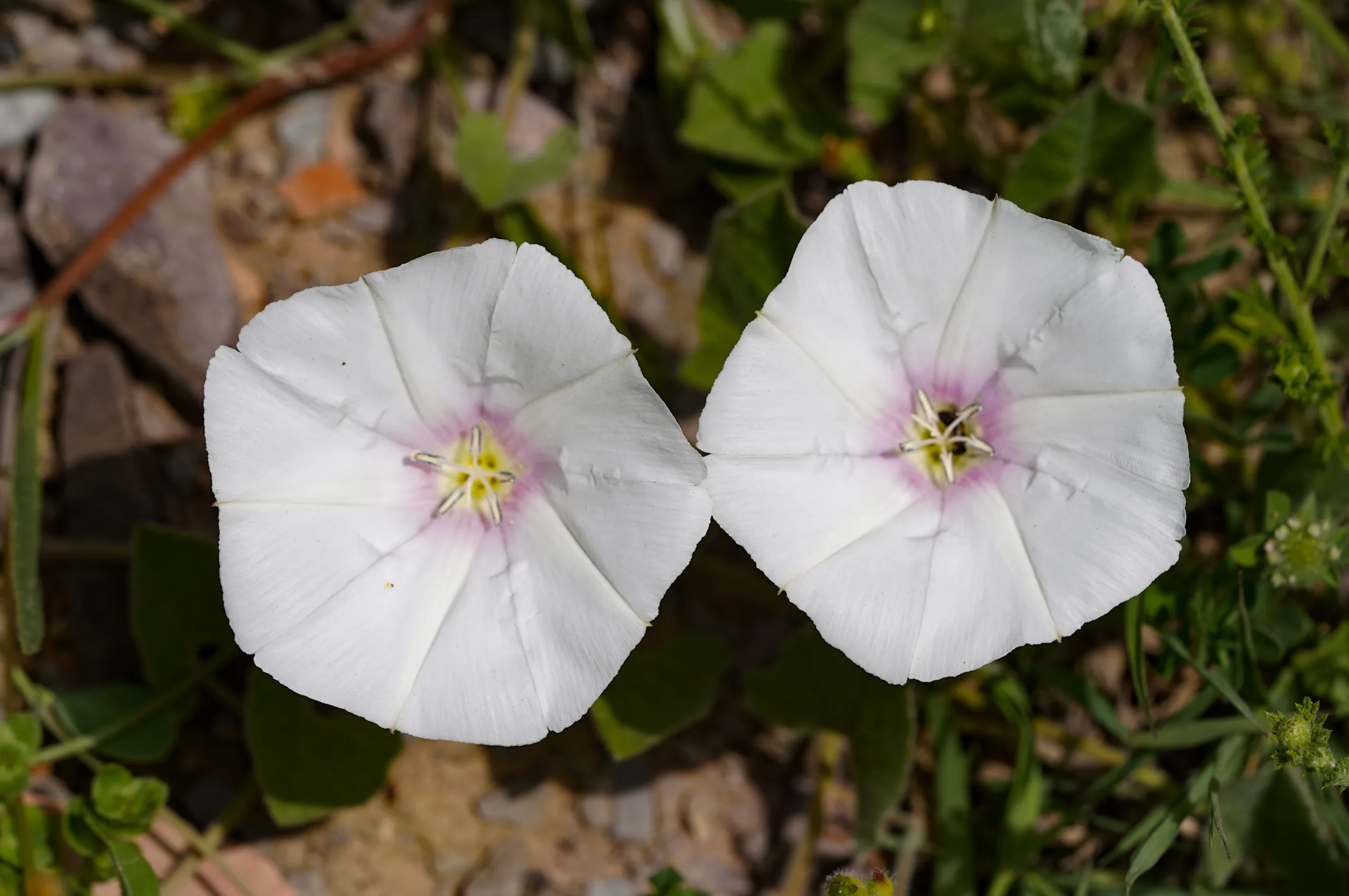 Convolvulus betonicifolius