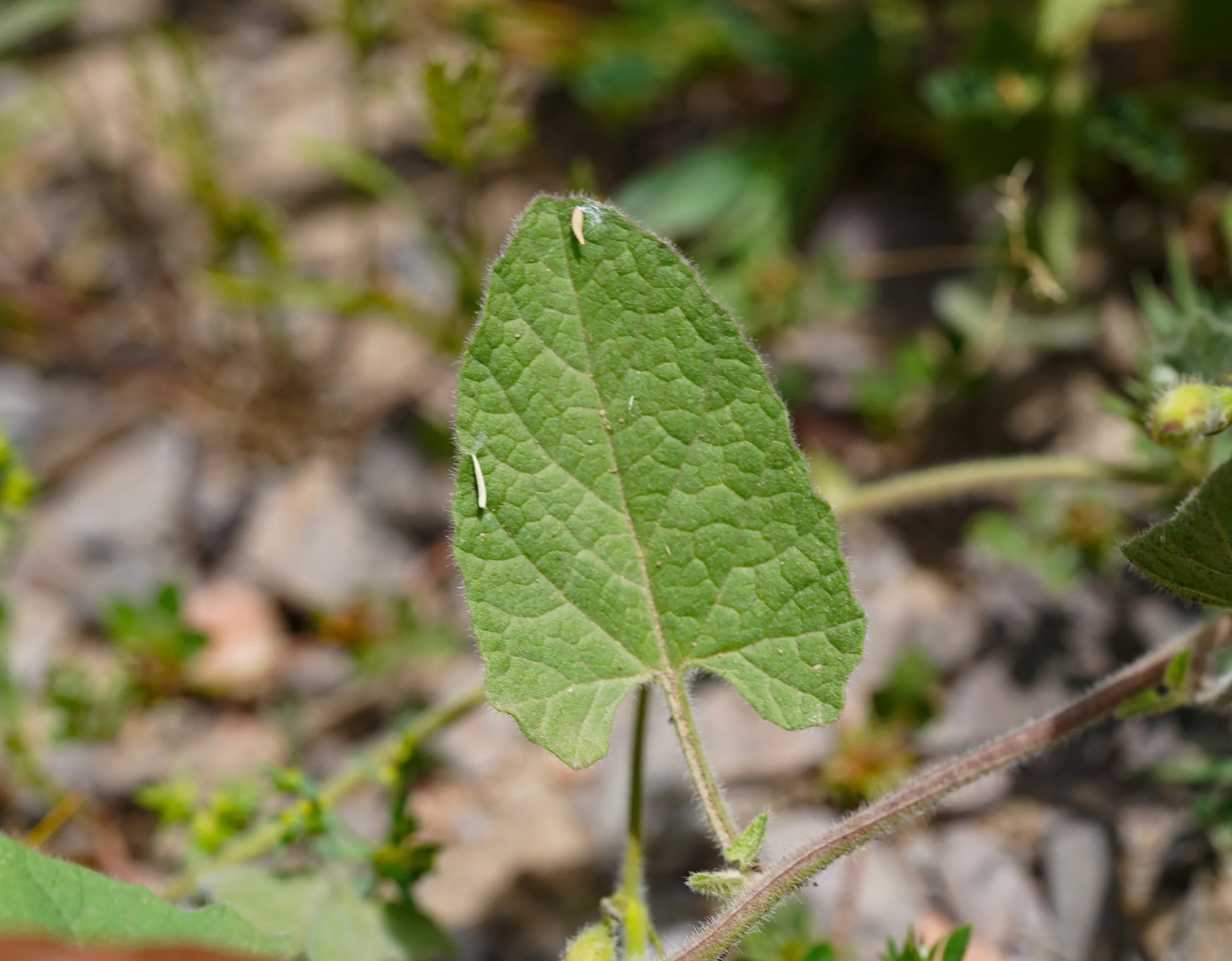 Convolvulus betonicifolius