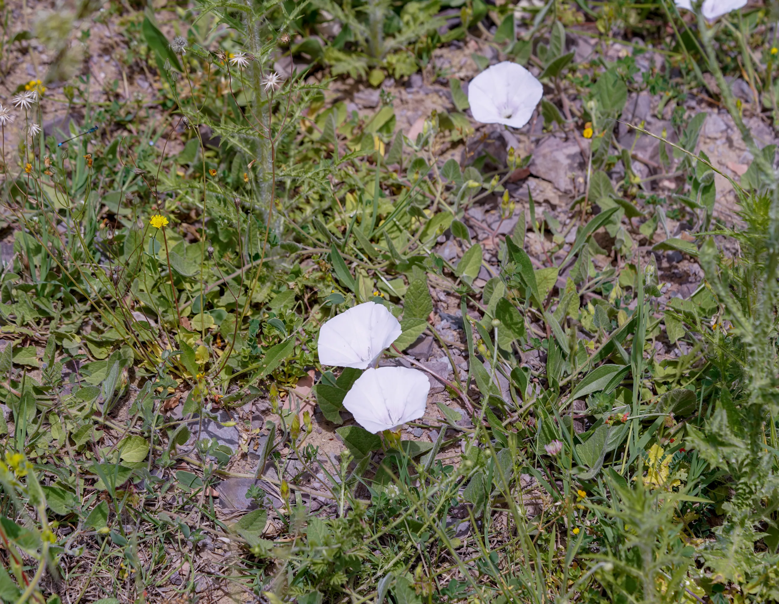 Convolvulus betonicifolius