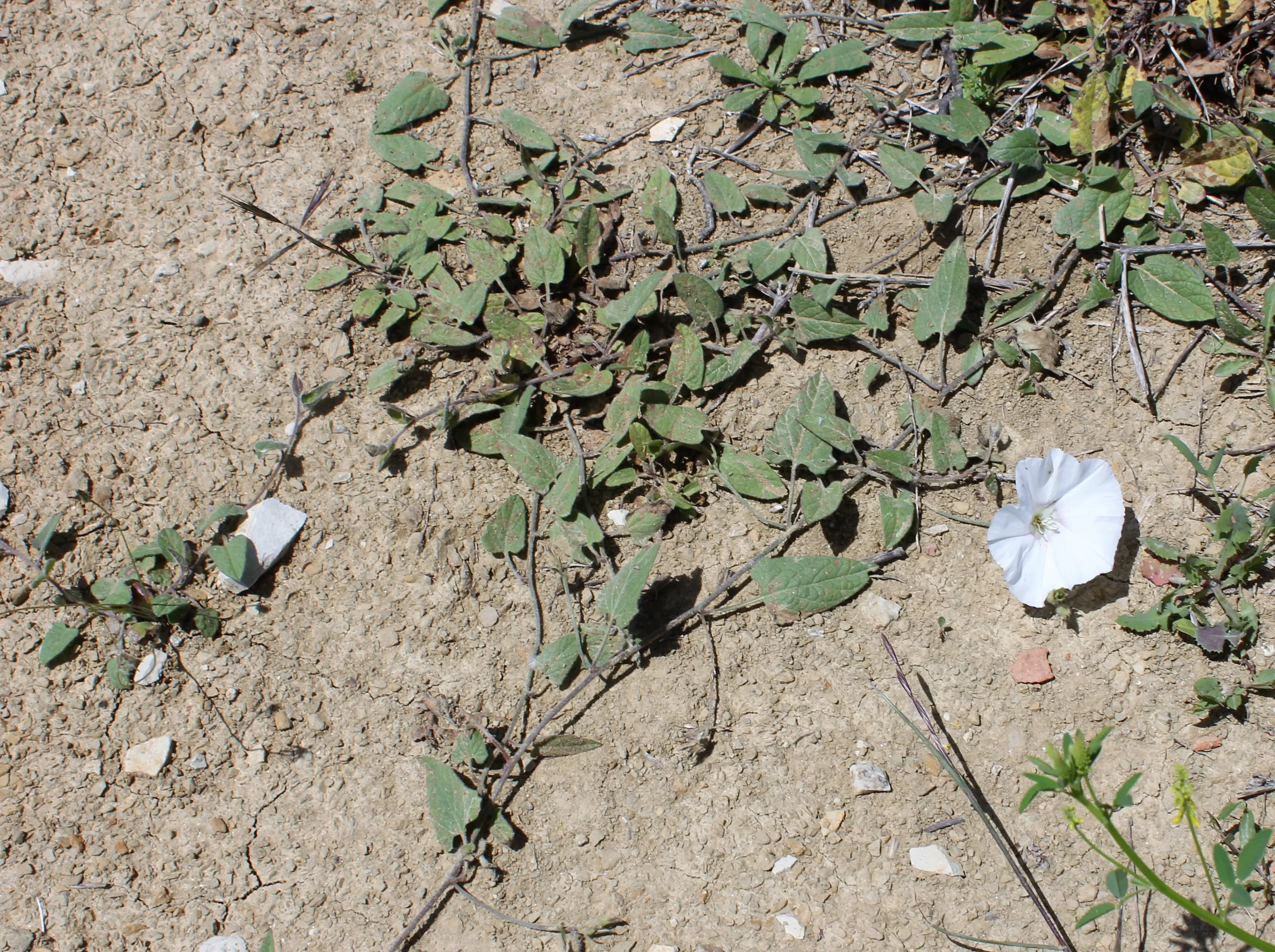 Convolvulus betonicifolius