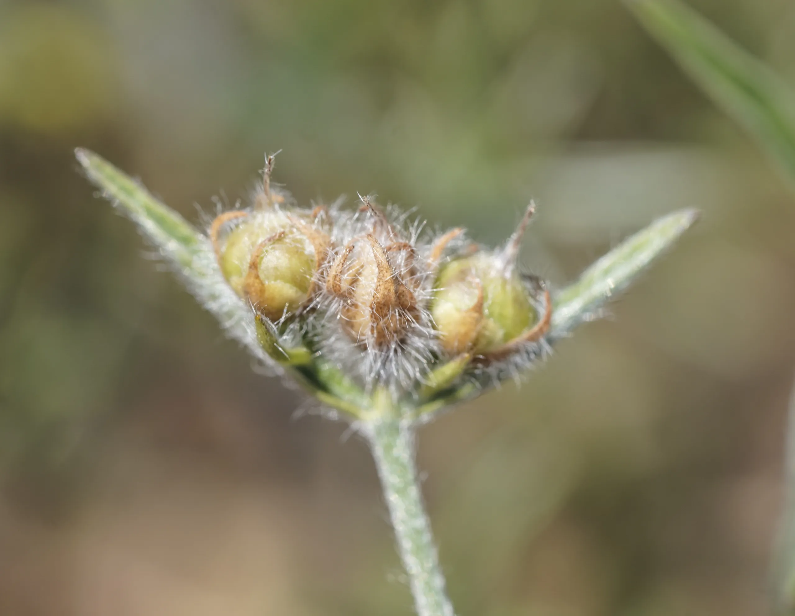 Convolvulus cantabrica
