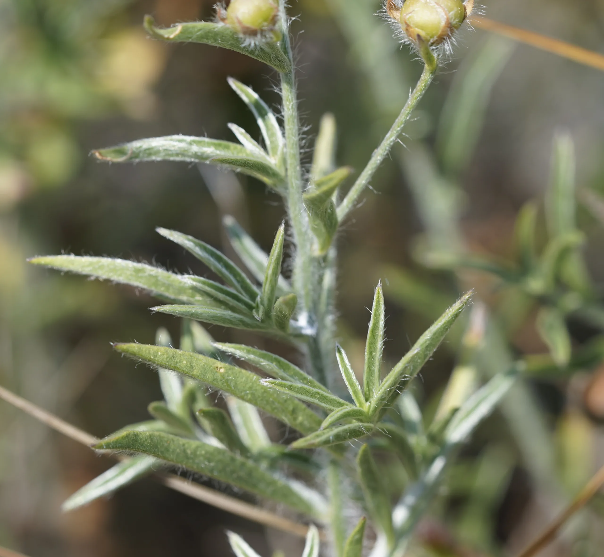 Convolvulus cantabrica