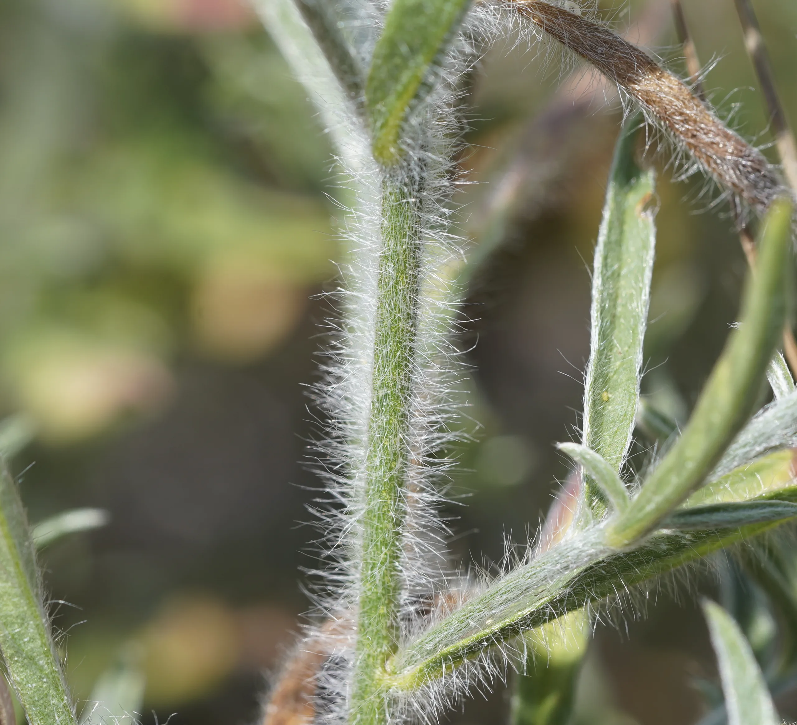 Convolvulus cantabrica