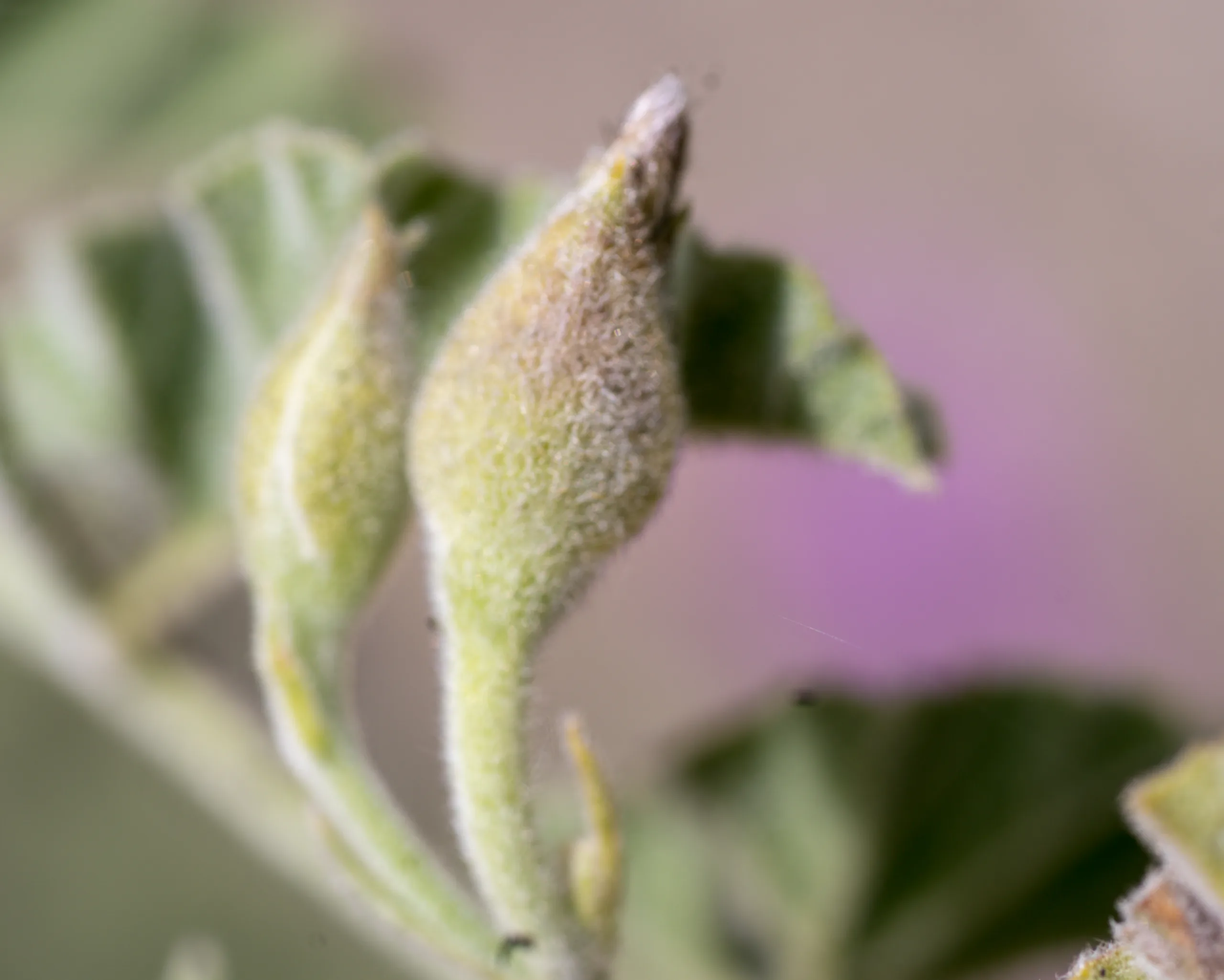 Convolvulus galaticus