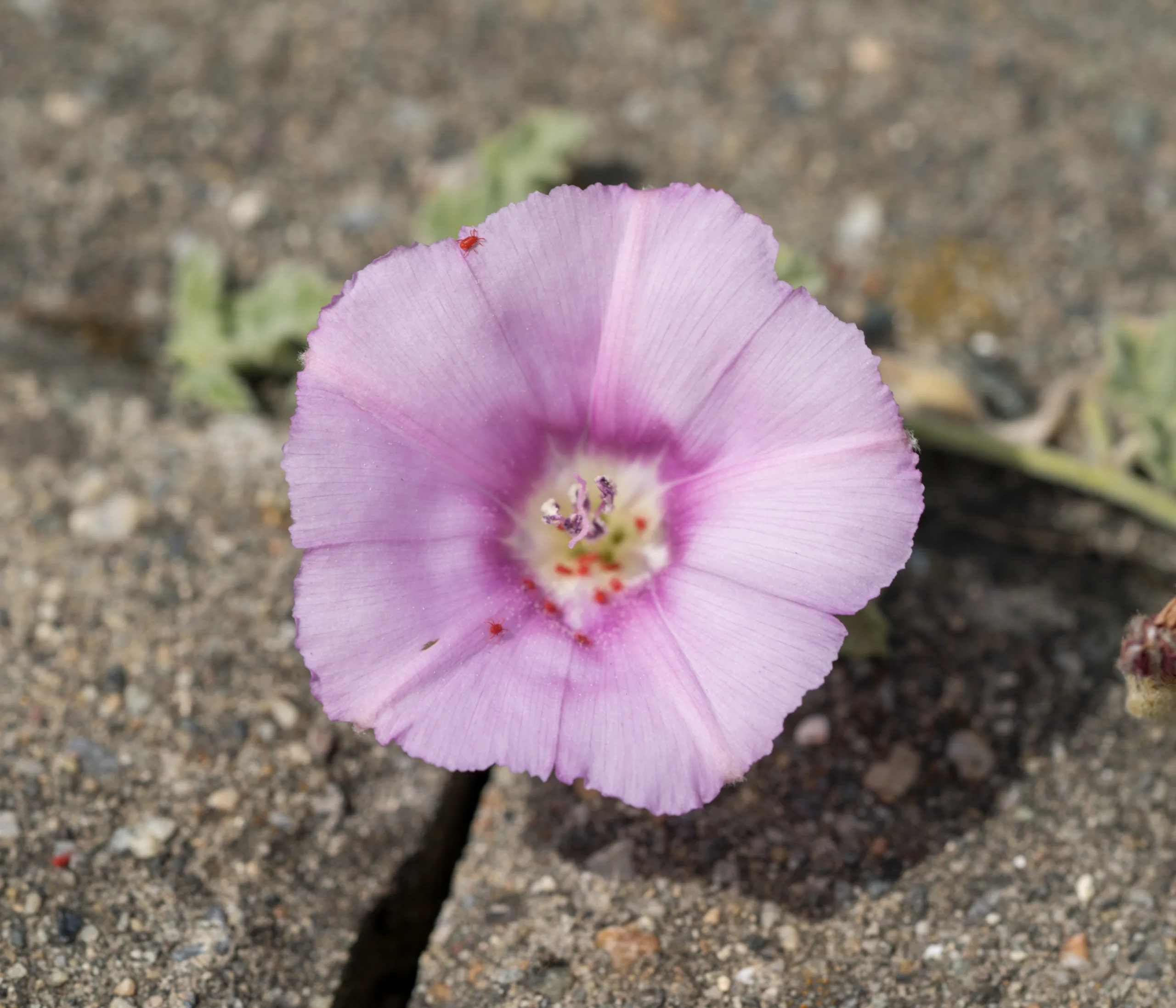 Convolvulus galaticus