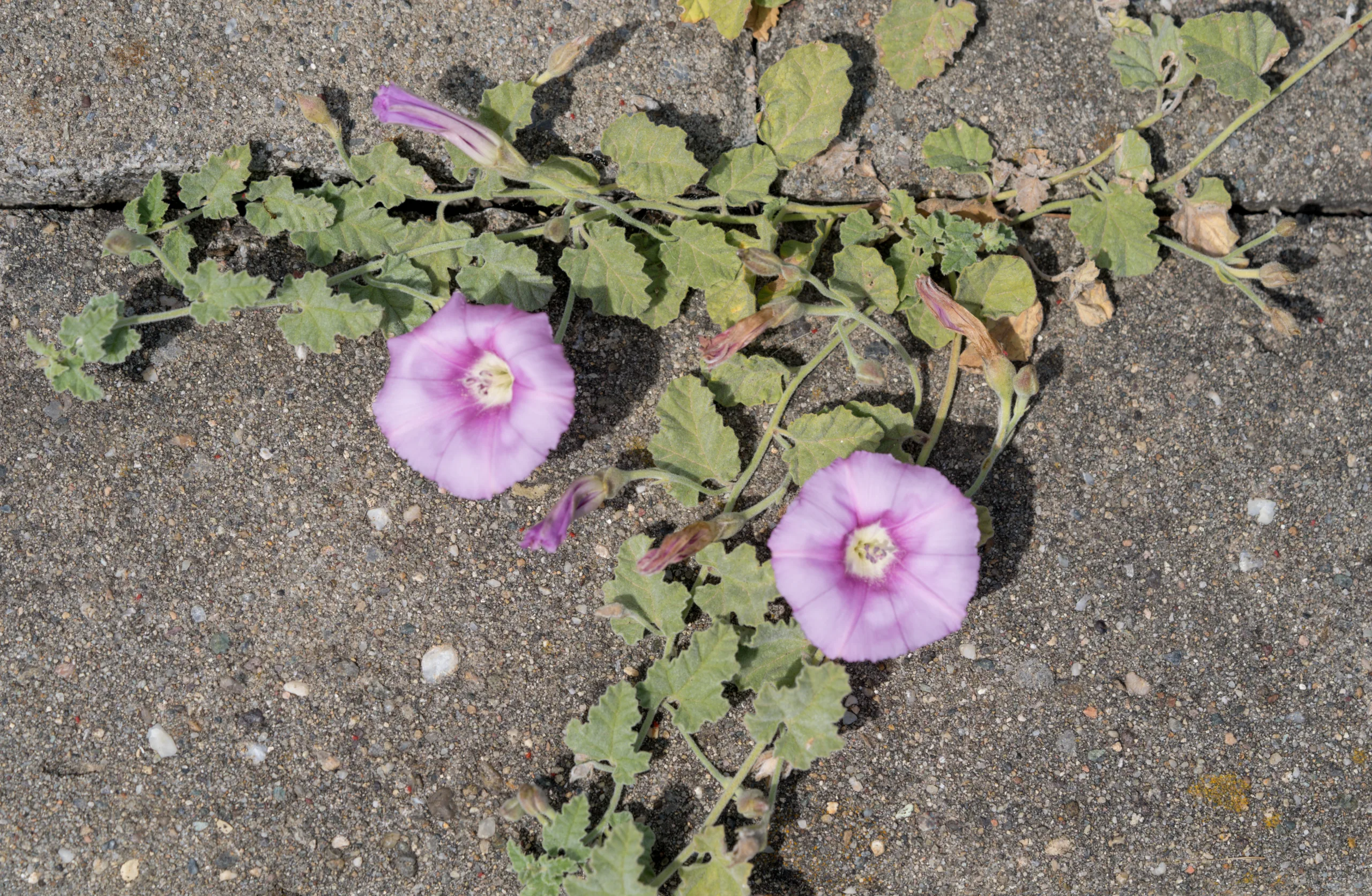 Convolvulus galaticus