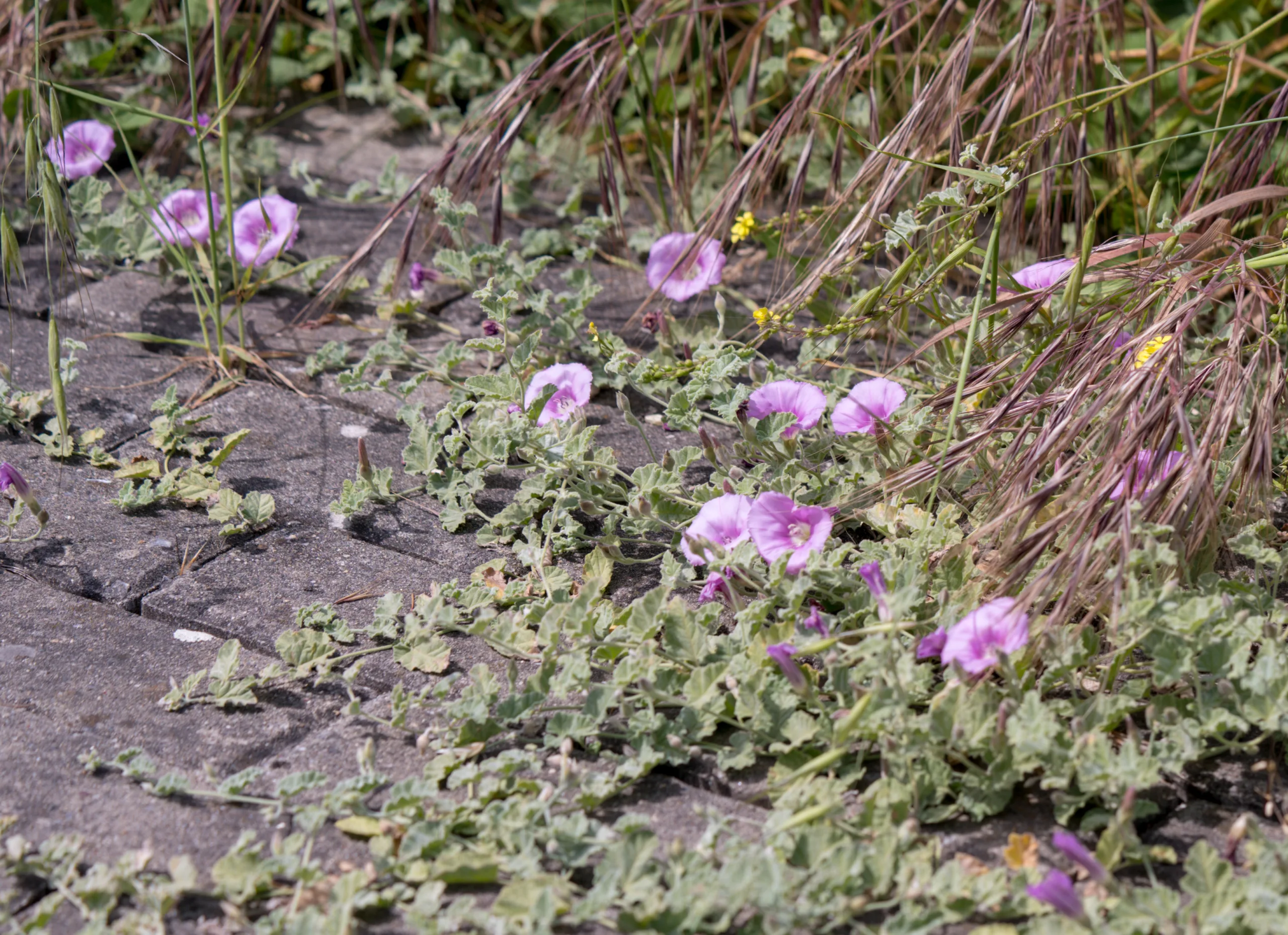Convolvulus galaticus