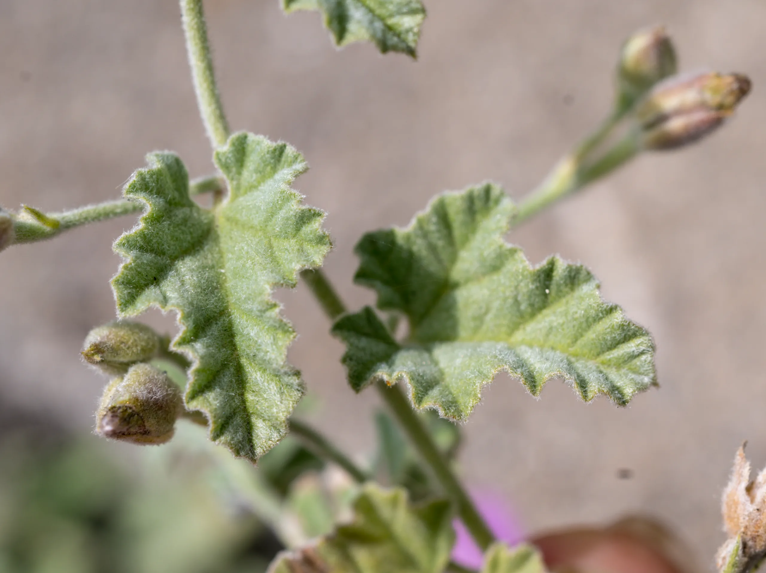 Convolvulus galaticus