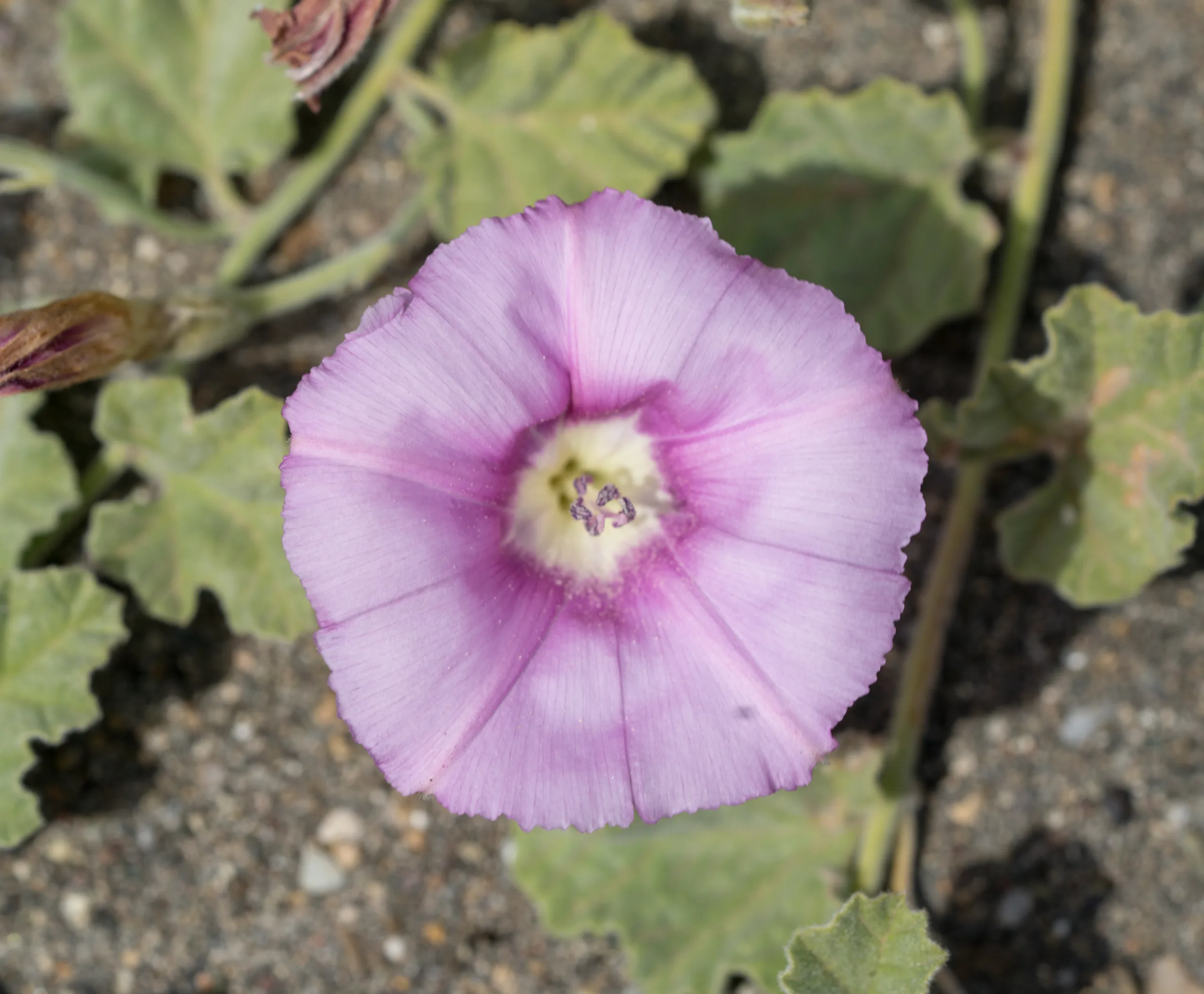 Convolvulus galaticus (Boz sarmaşık)