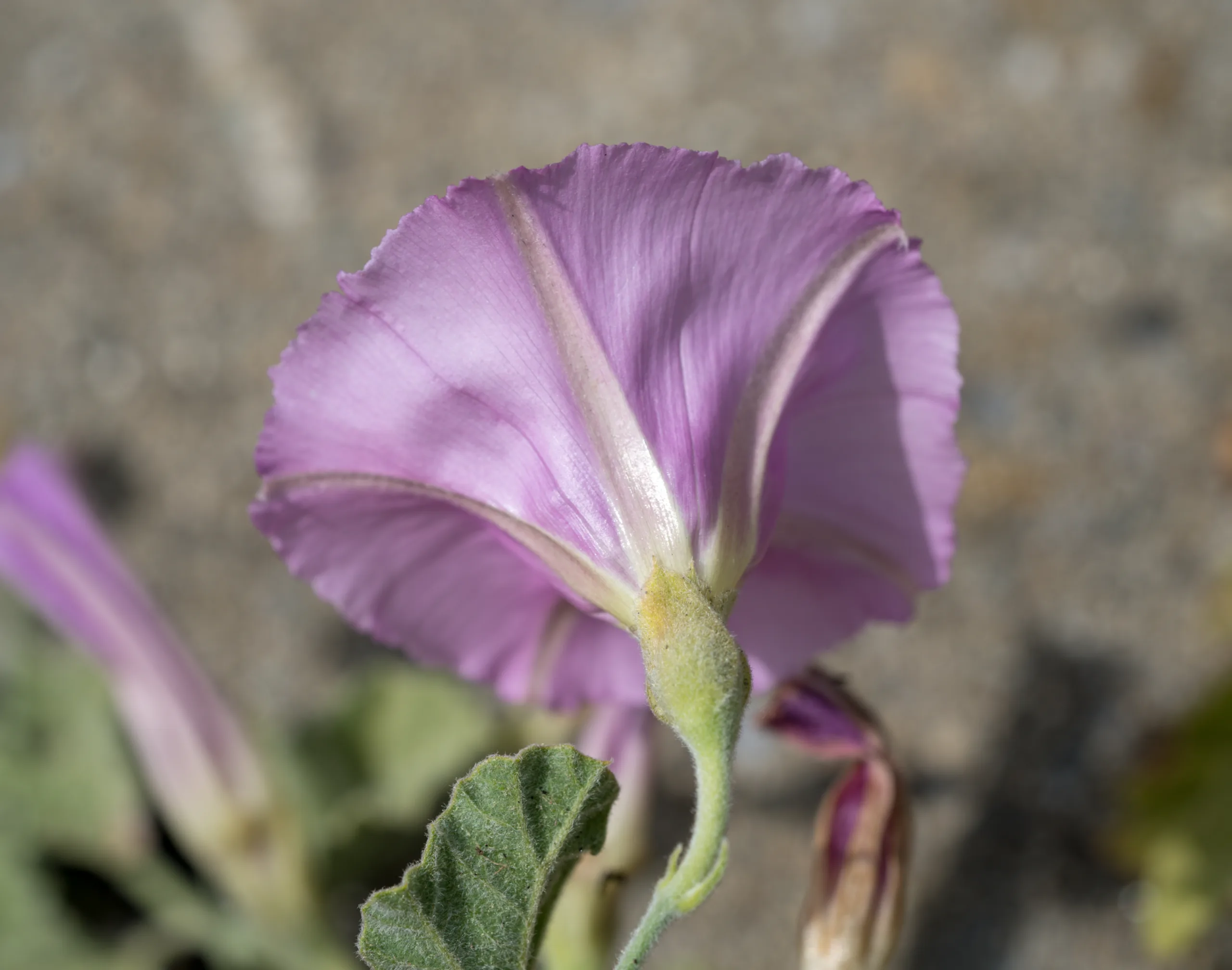 Convolvulus galaticus