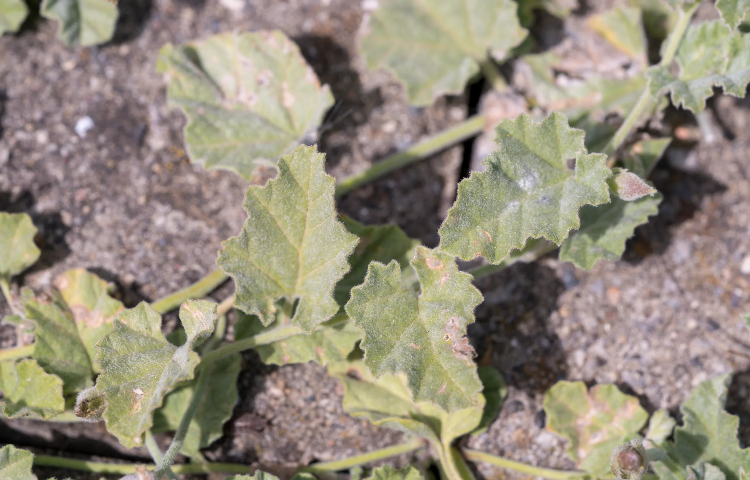 Convolvulus galaticus