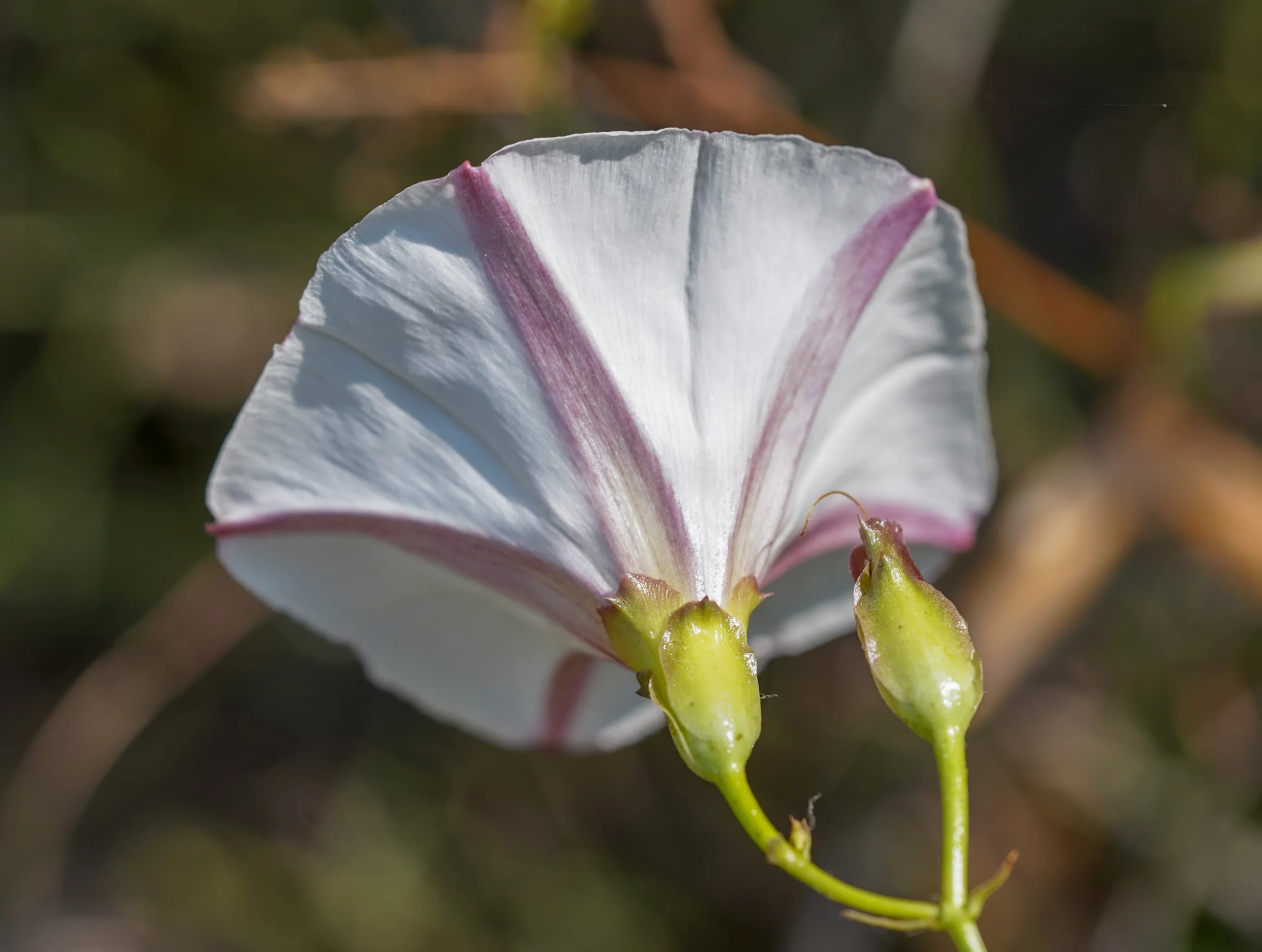 Convolvulus scammonia