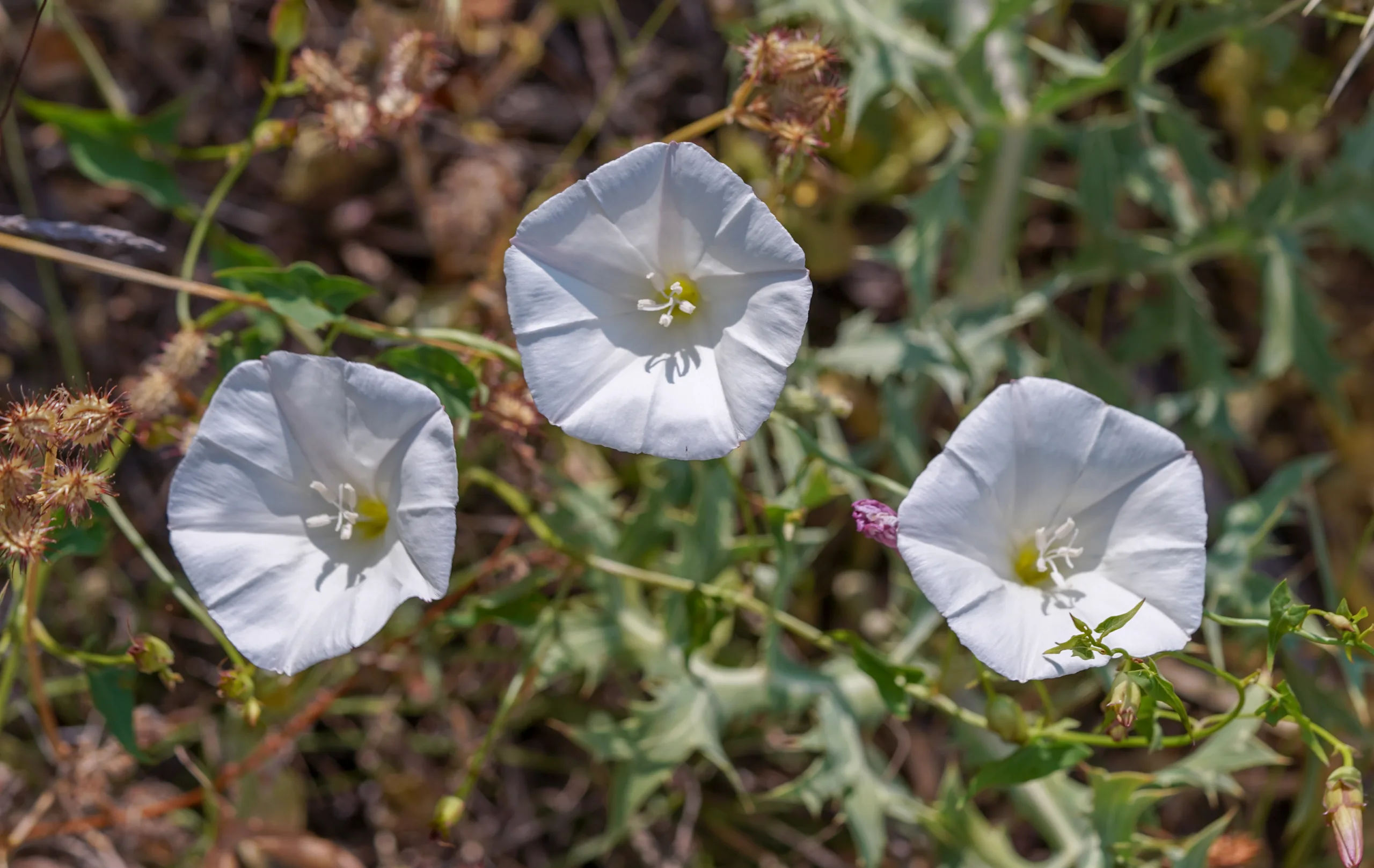 Convolvulus scammonia