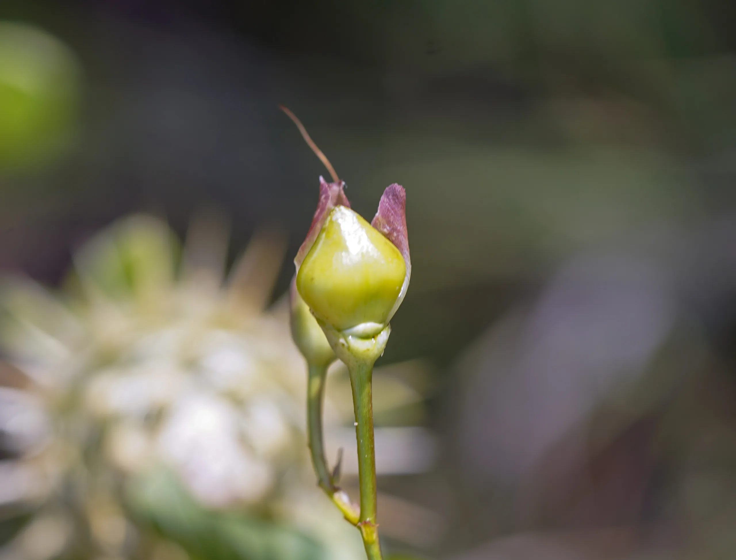Convolvulus scammonia