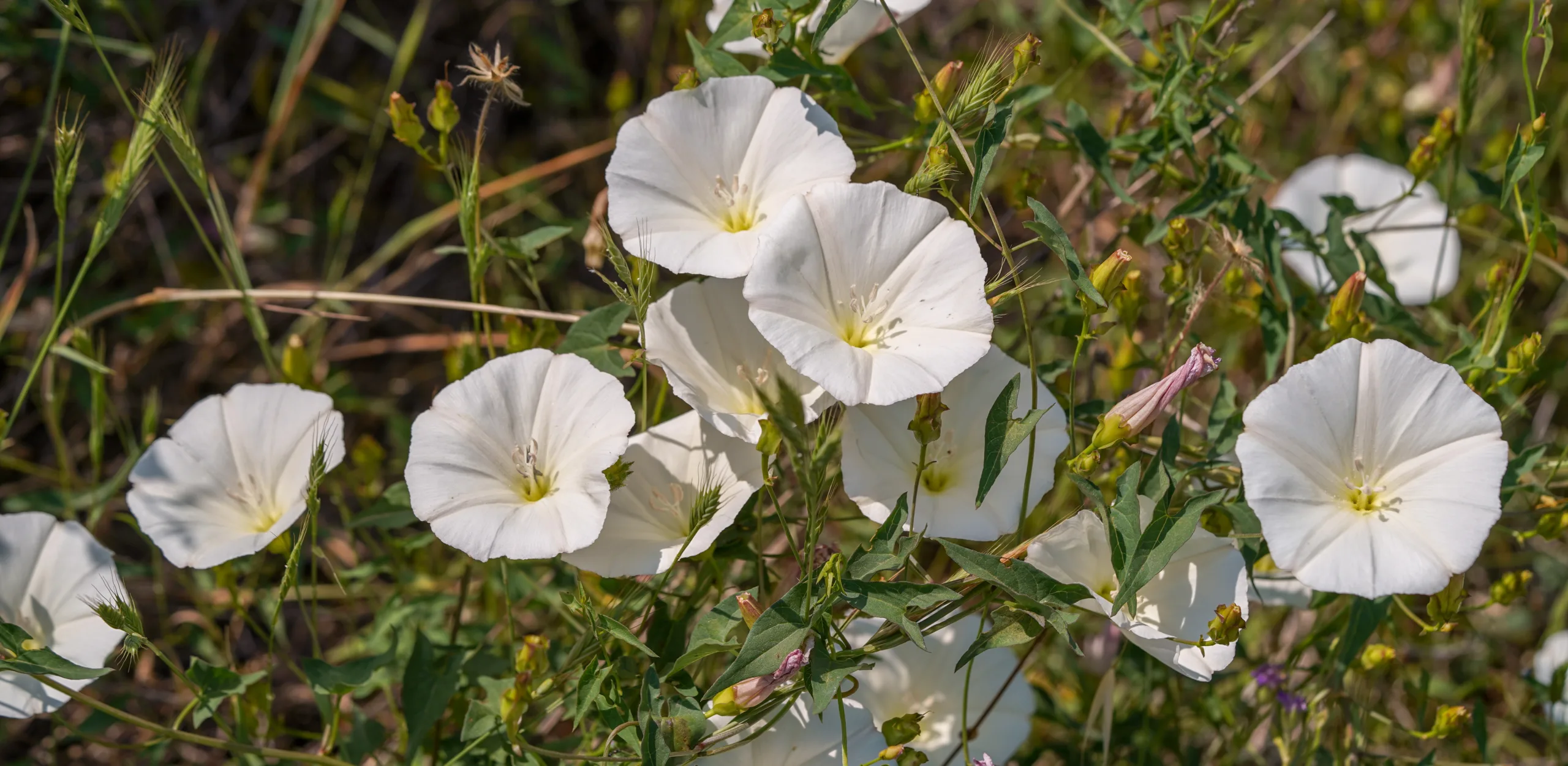 Convolvulus scammonia