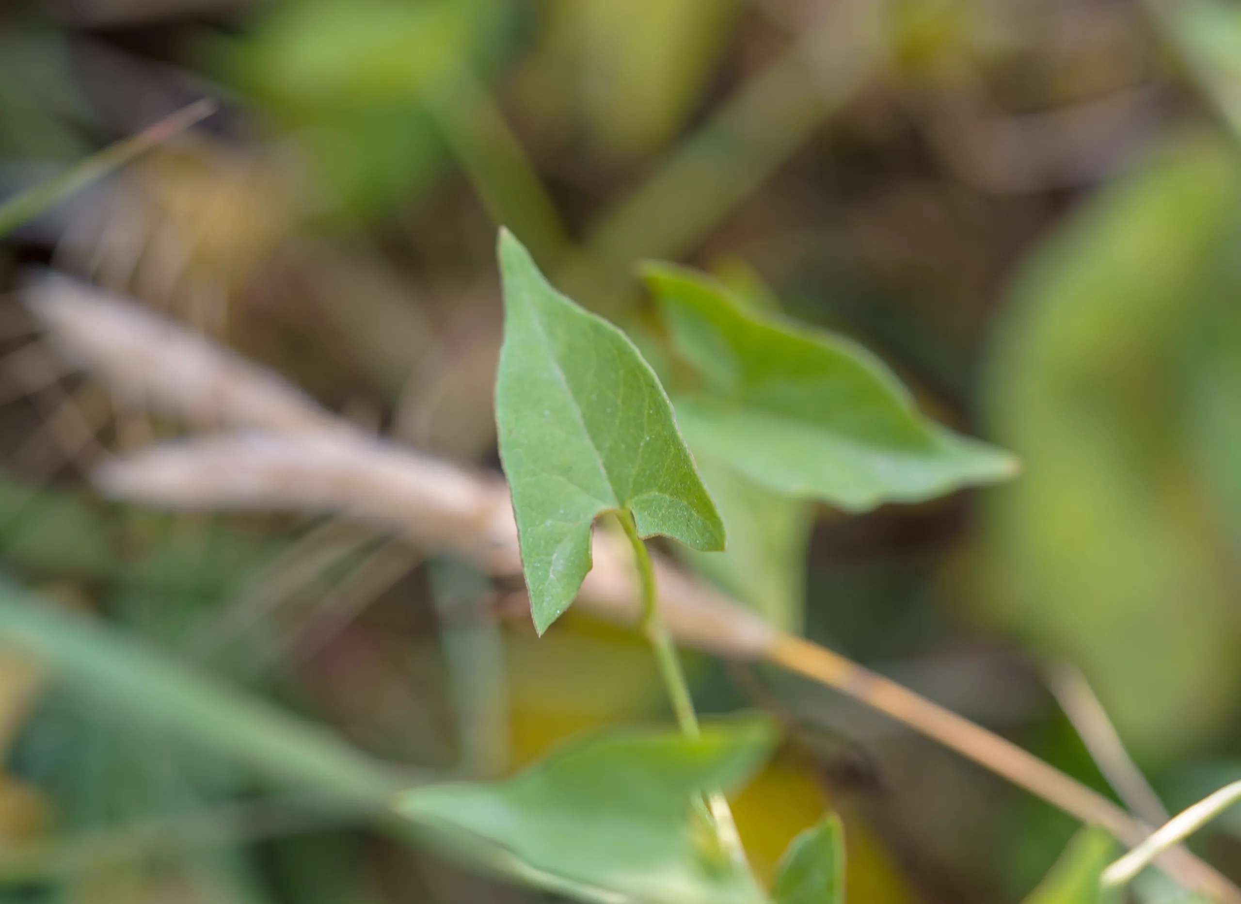 Convolvulus scammonia