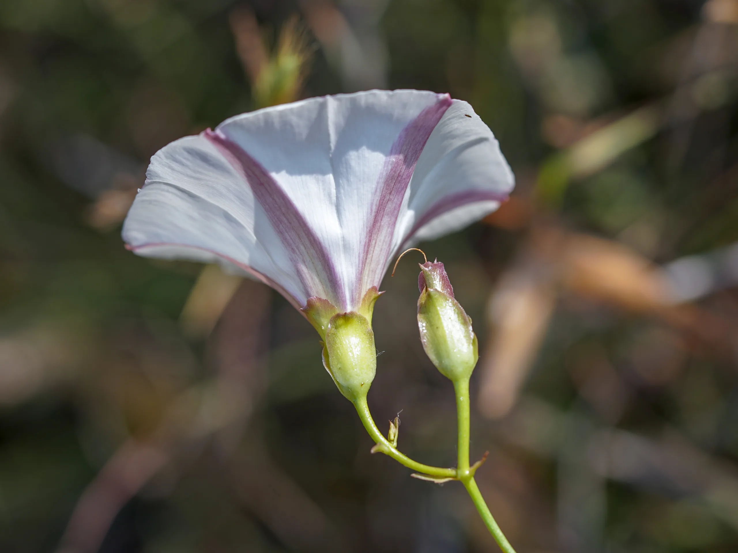 Convolvulus scammonia