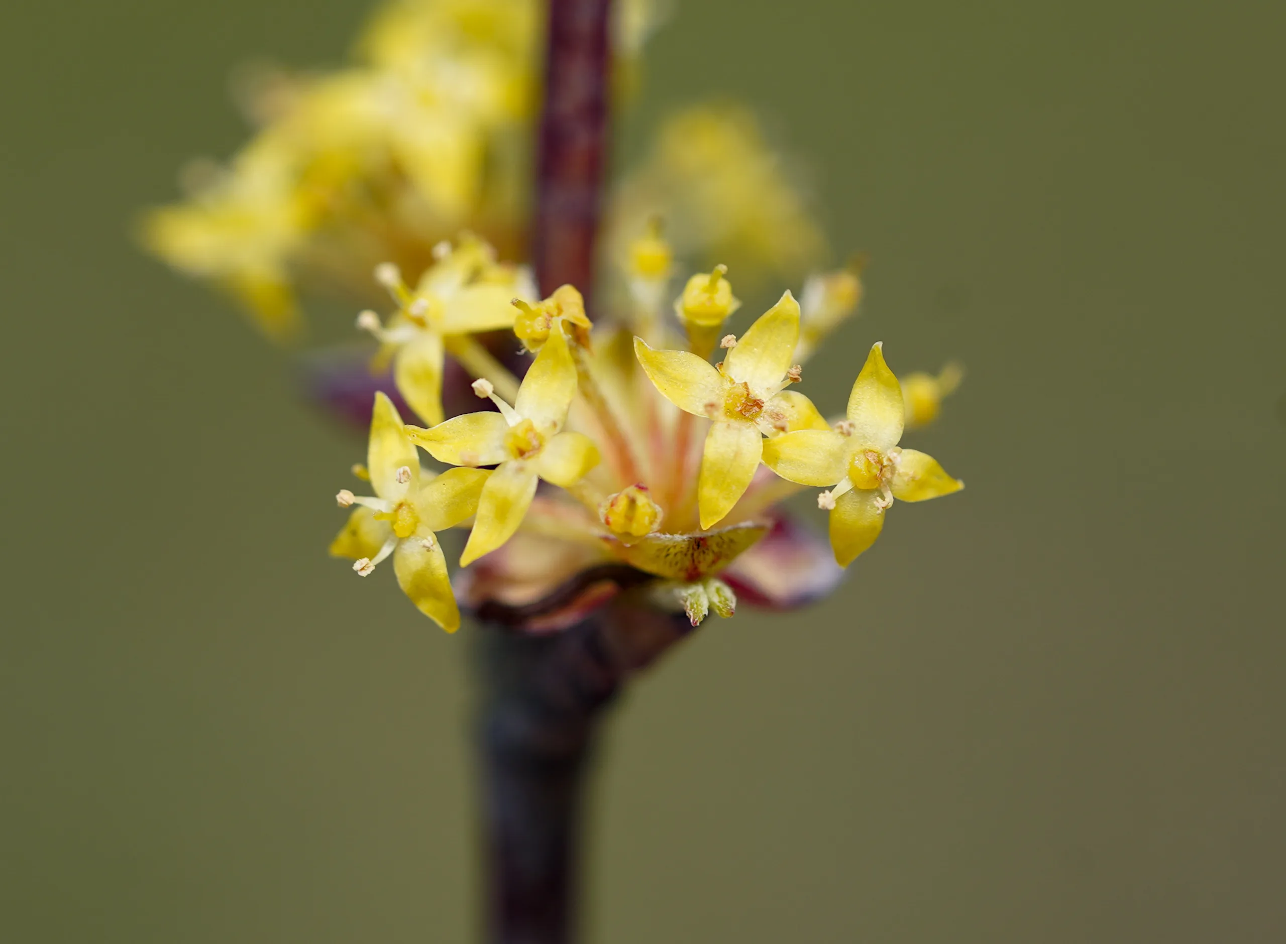Cornus mas (Kızılcık)