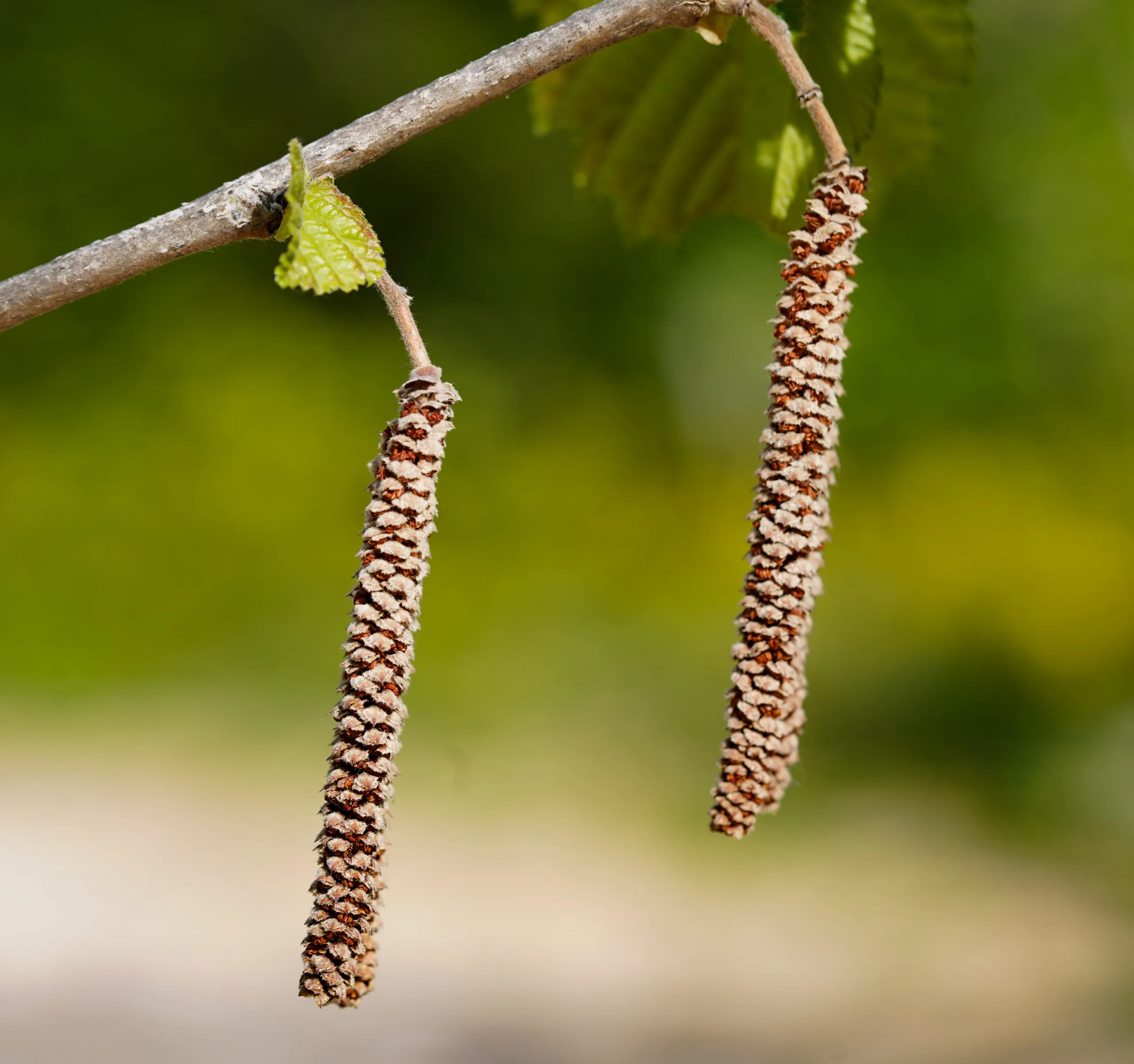 Corylus colurna (Türk fındığı)