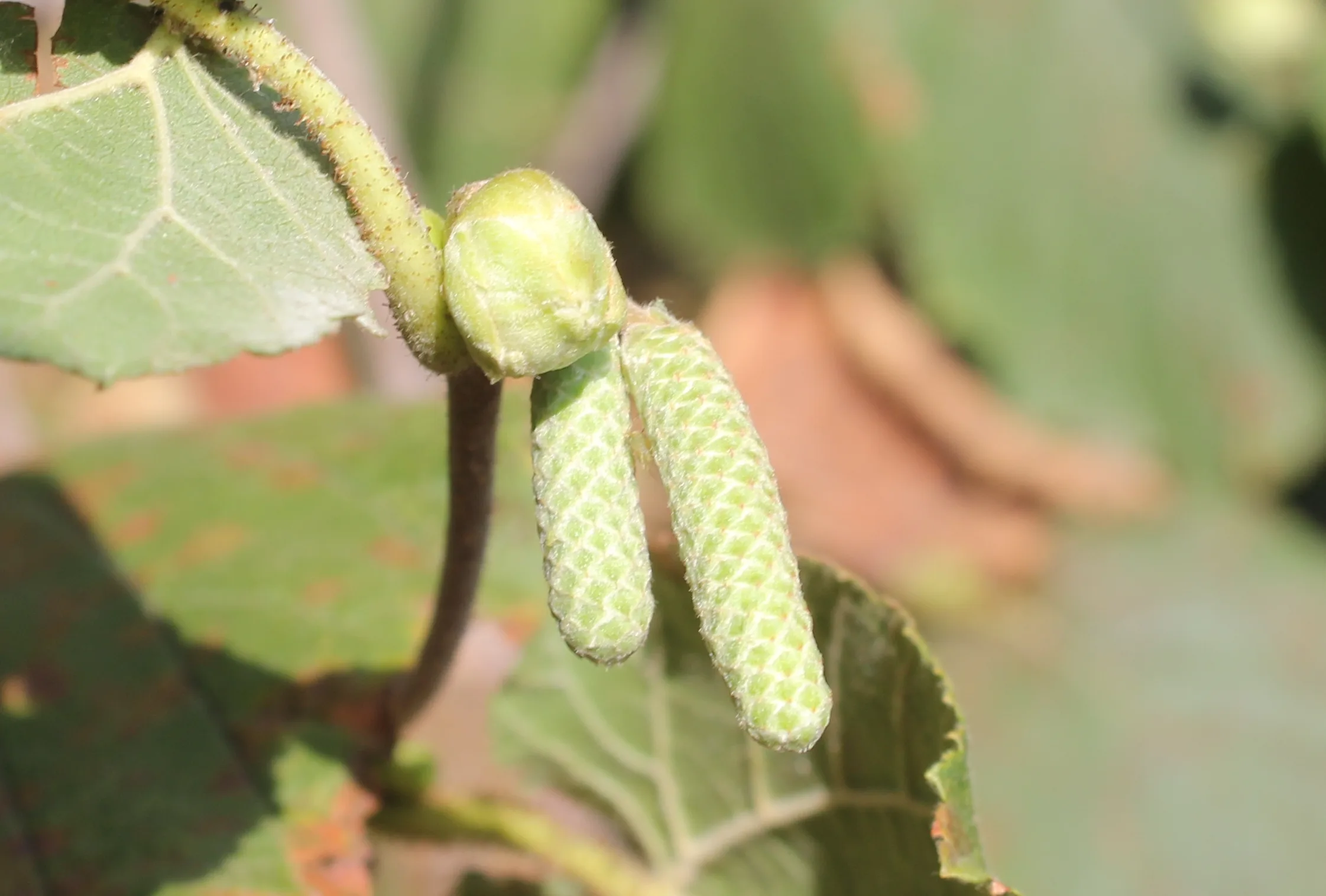 Corylus maxima (Tombul fındık)