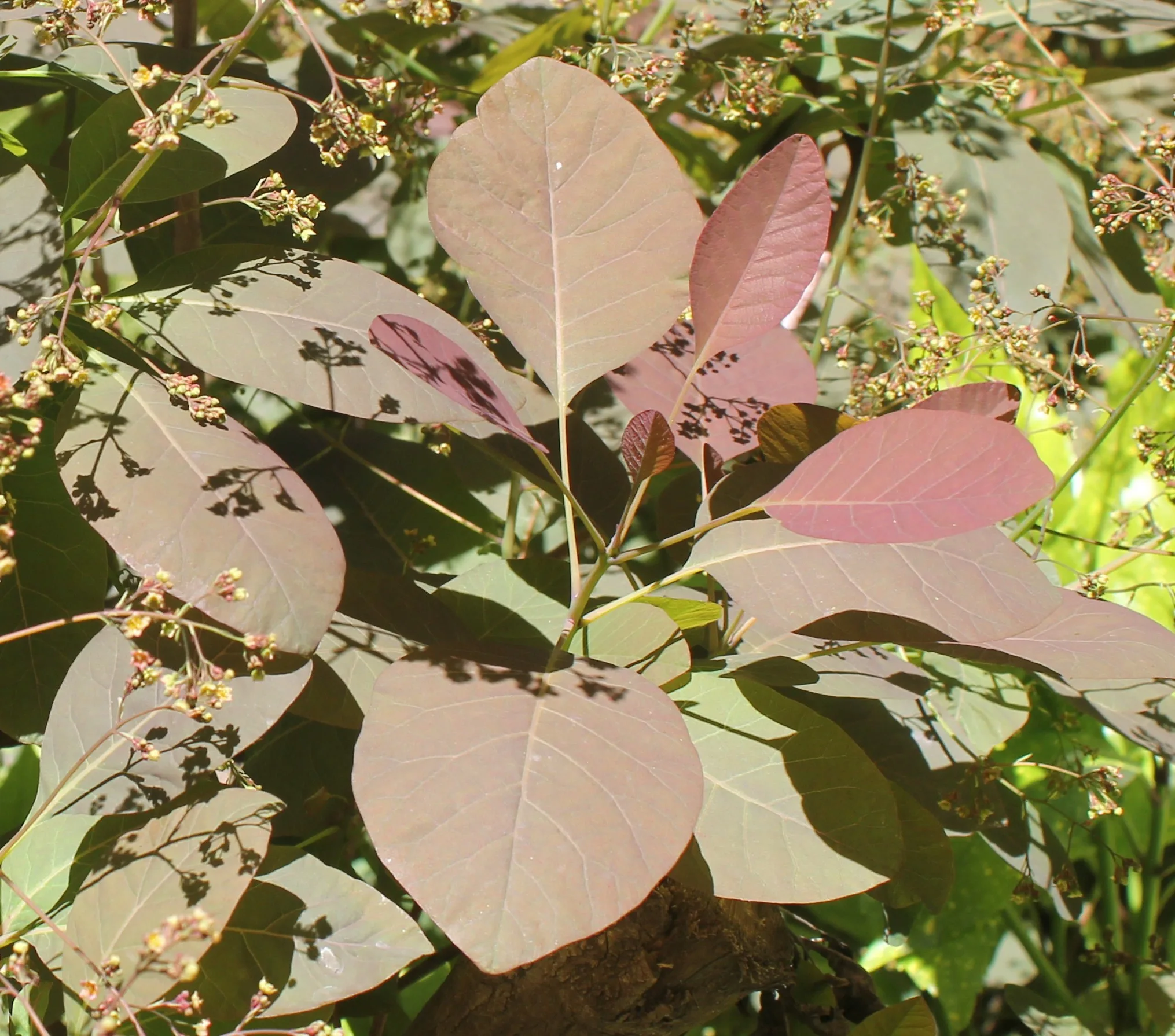 Cotinus coggygria