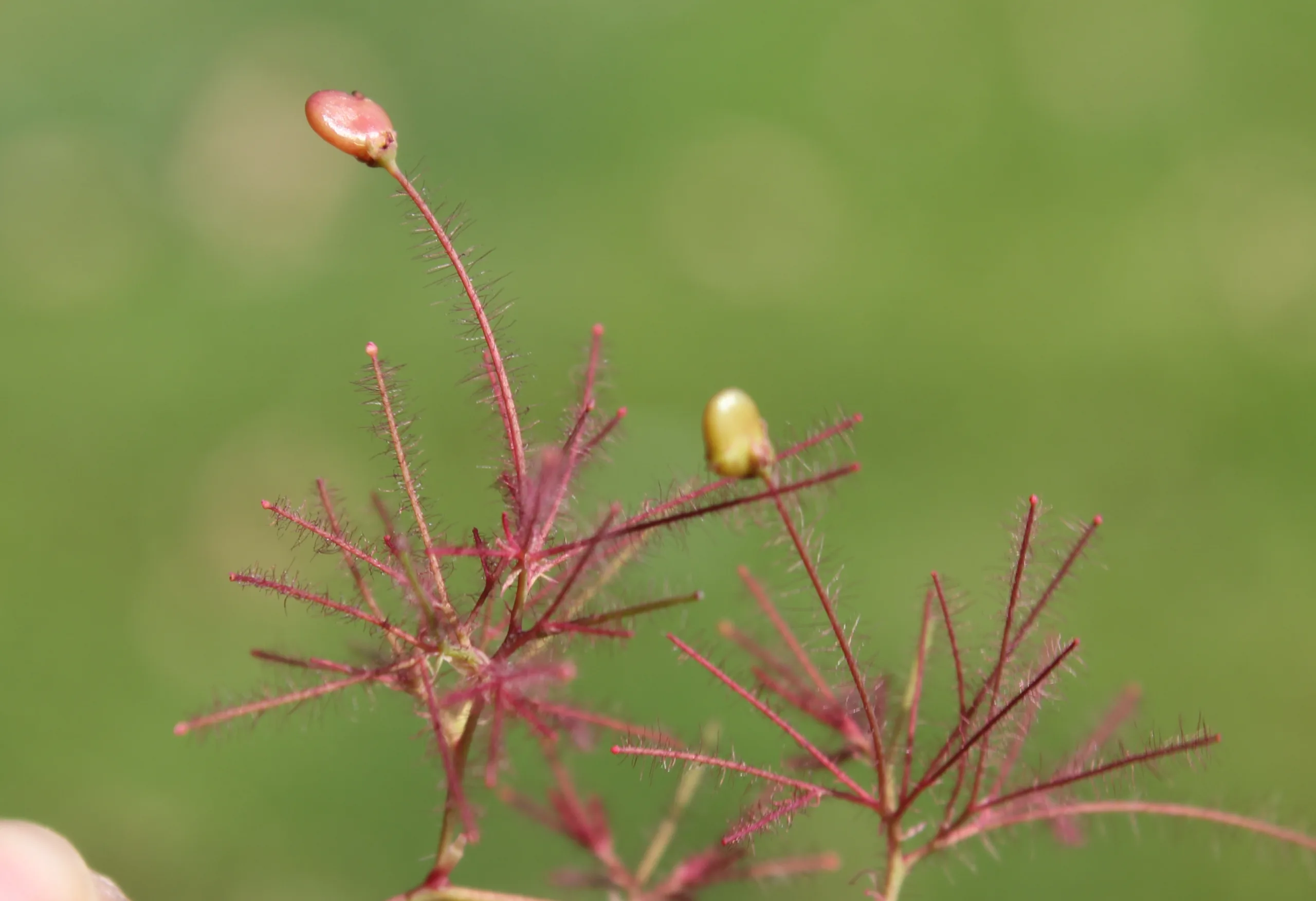 Cotinus coggygria