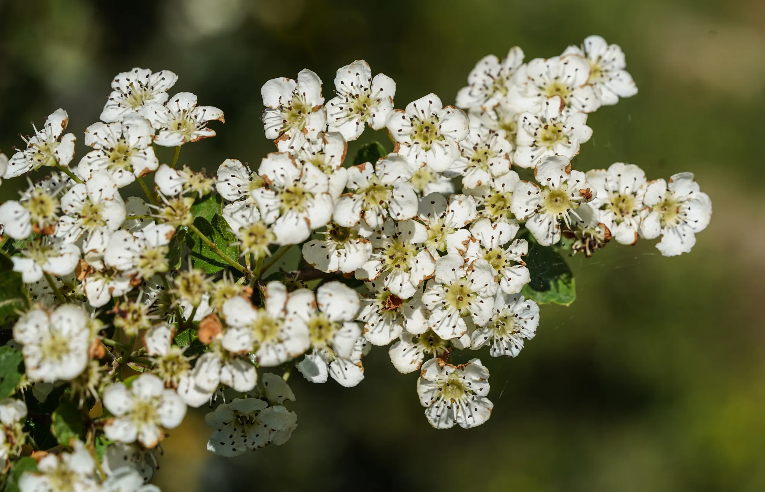Crataegus pentagyna
