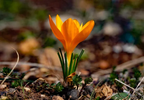 Crocus flavus