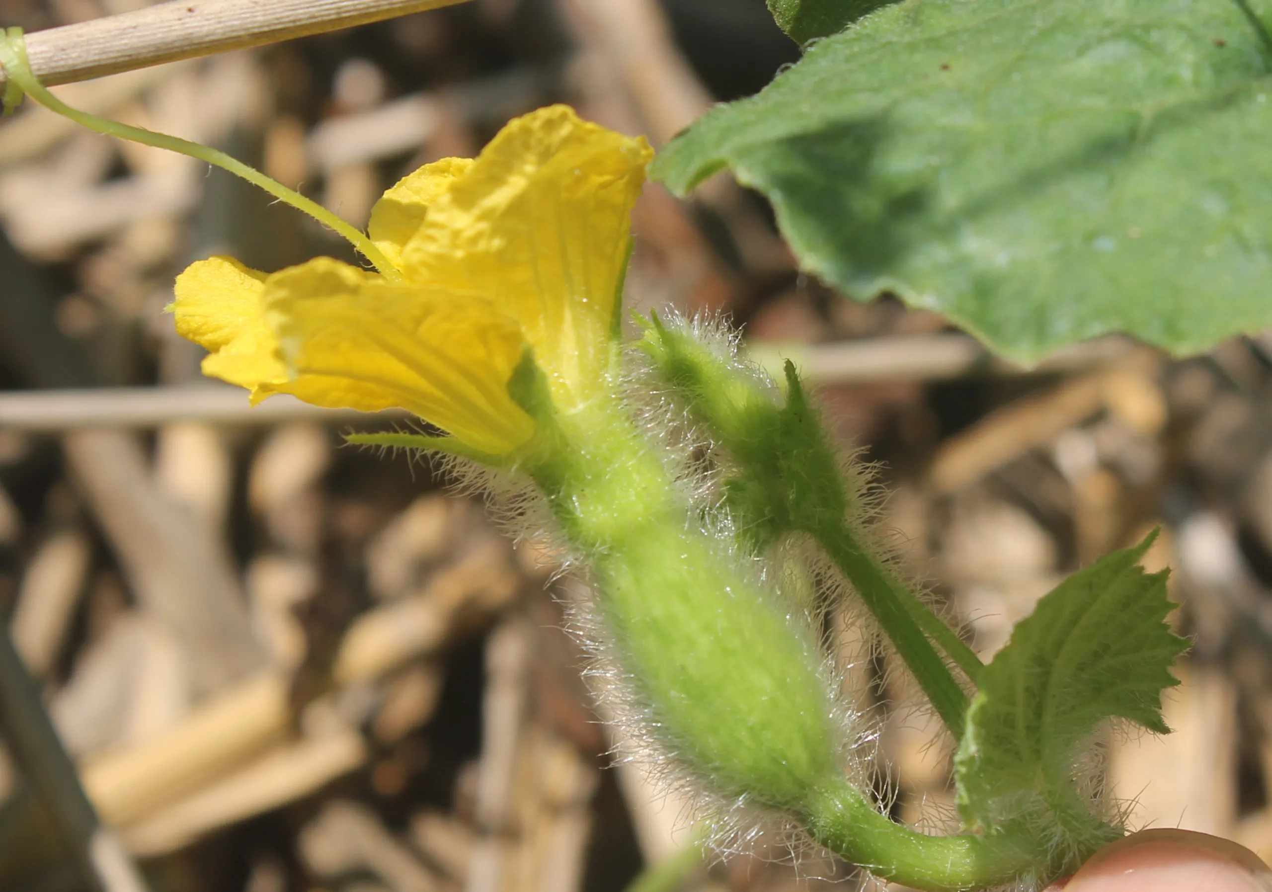 Cucumis sativus