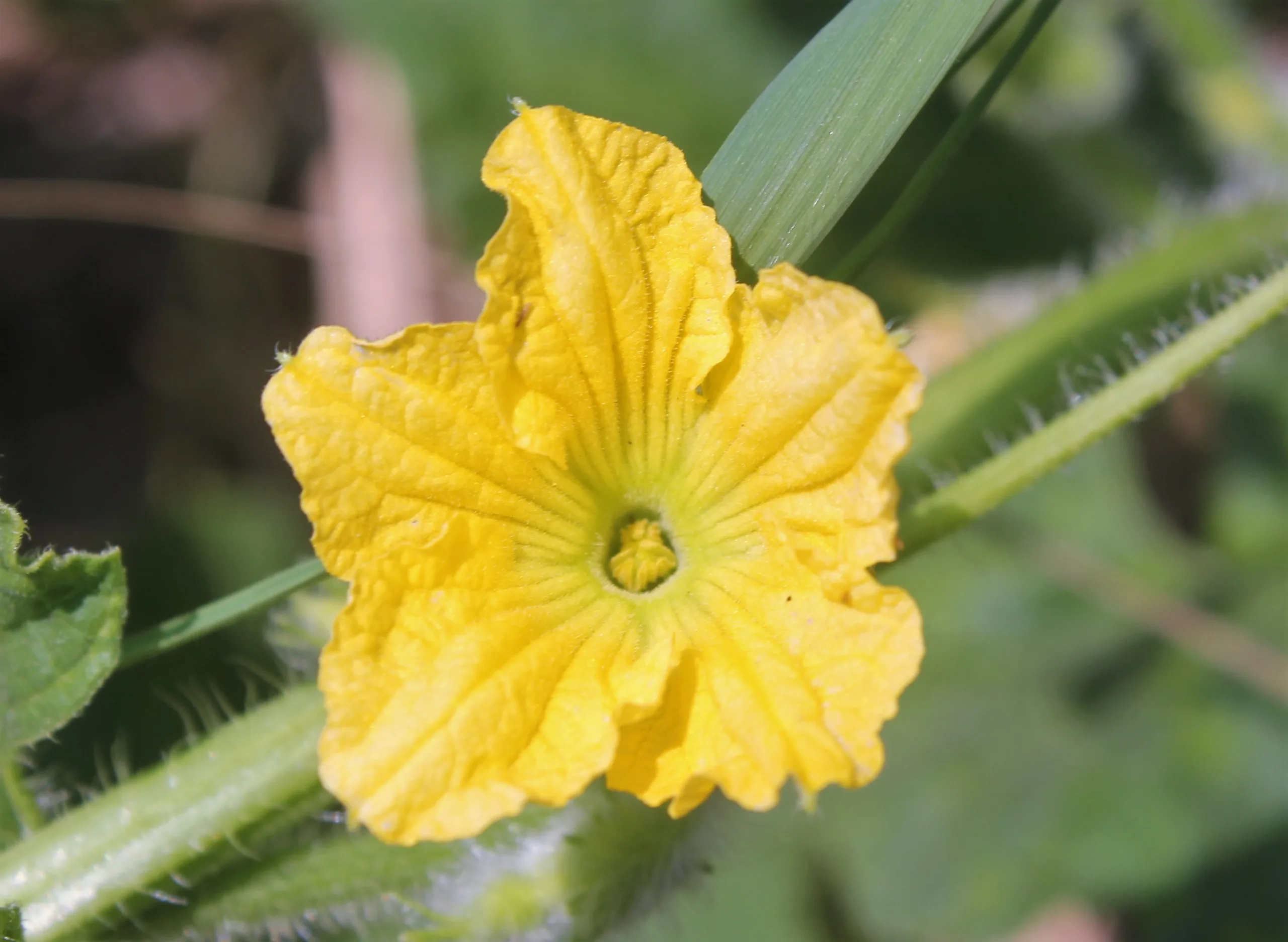Cucumis sativus
