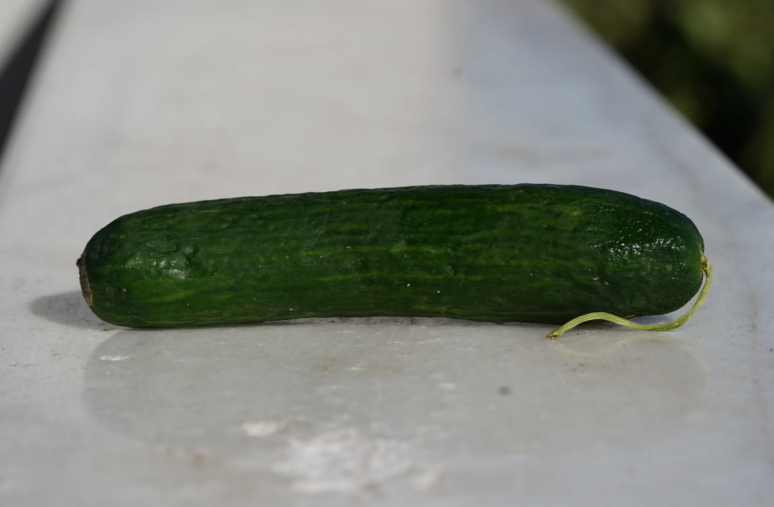 Cucumis sativus