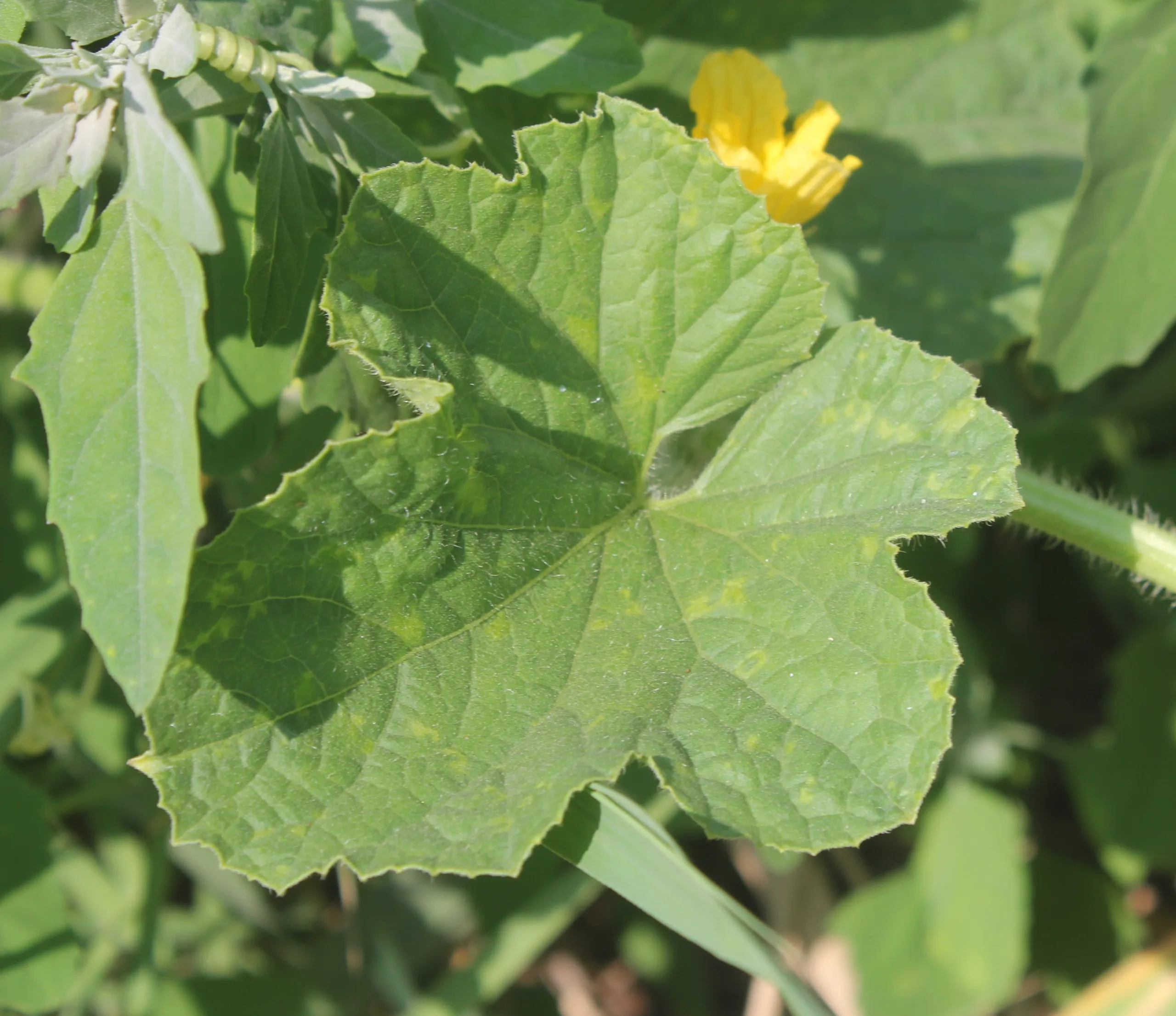 Cucumis sativus