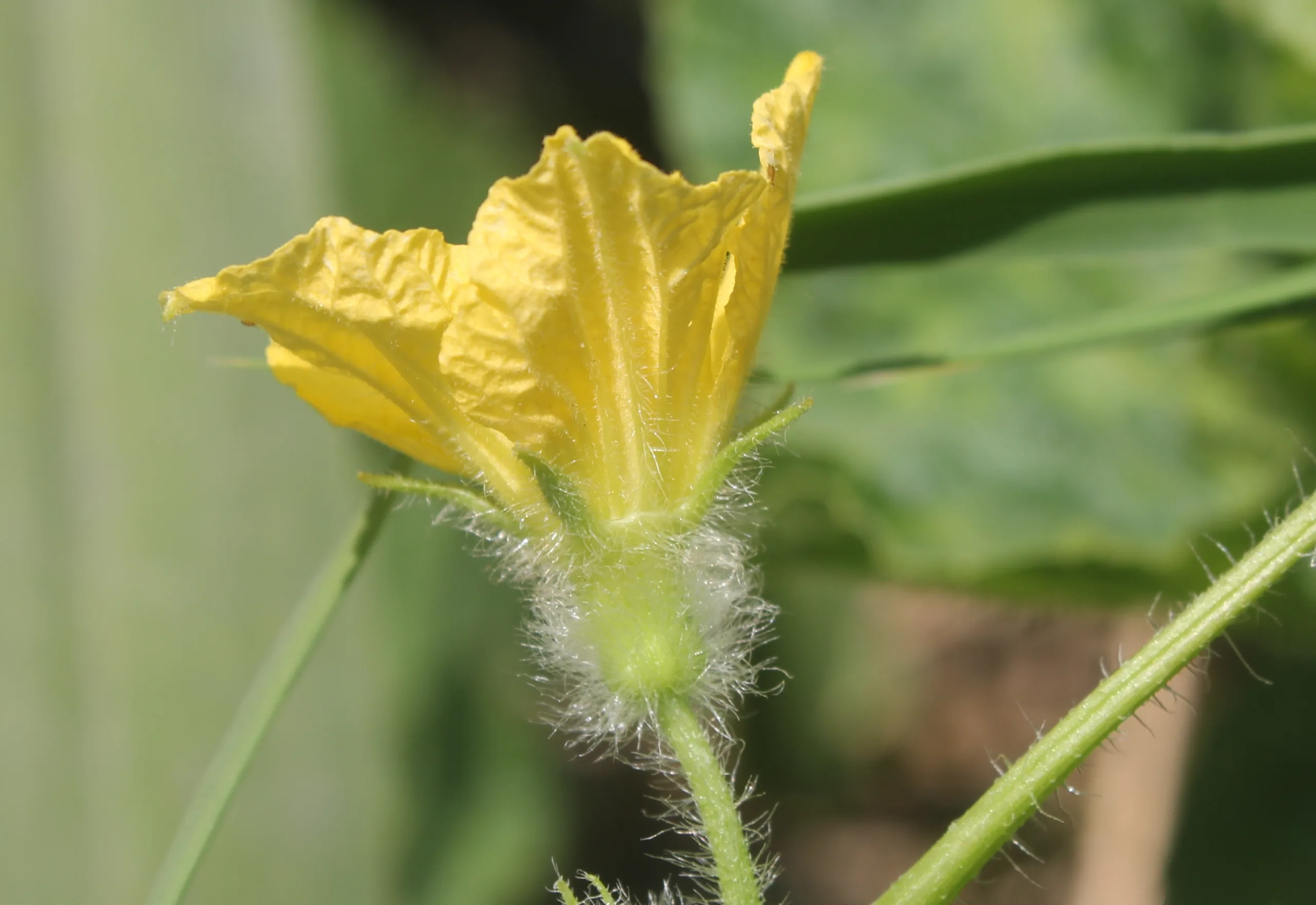 Cucumis sativus