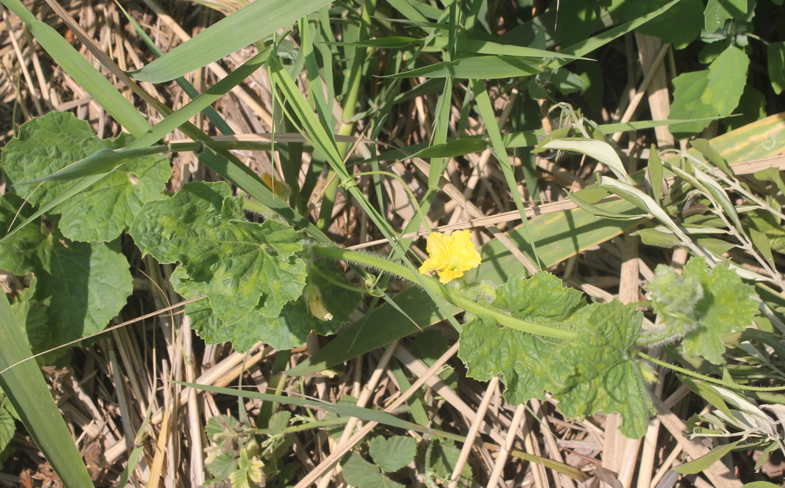 Cucumis sativus