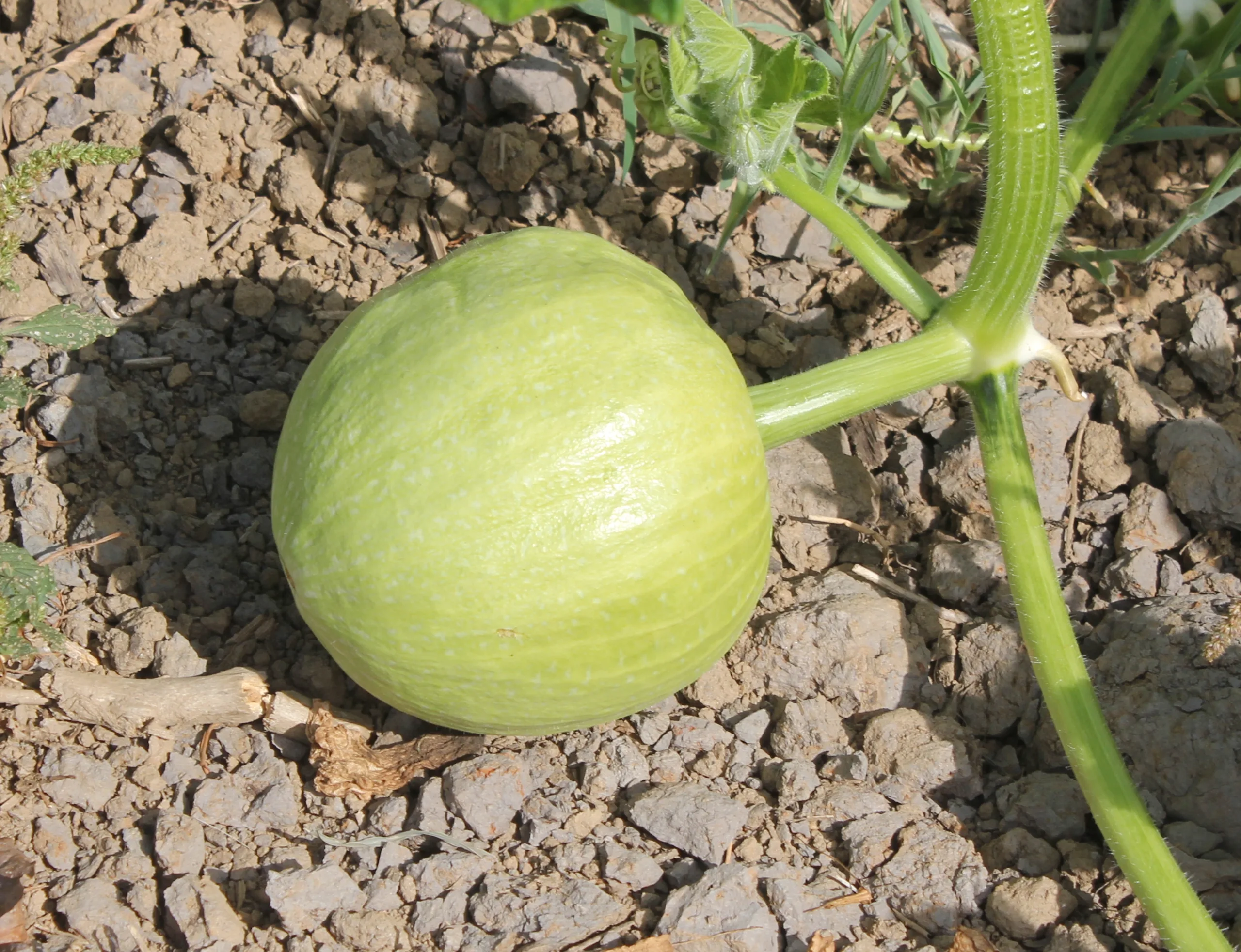 Cucurbita pepo