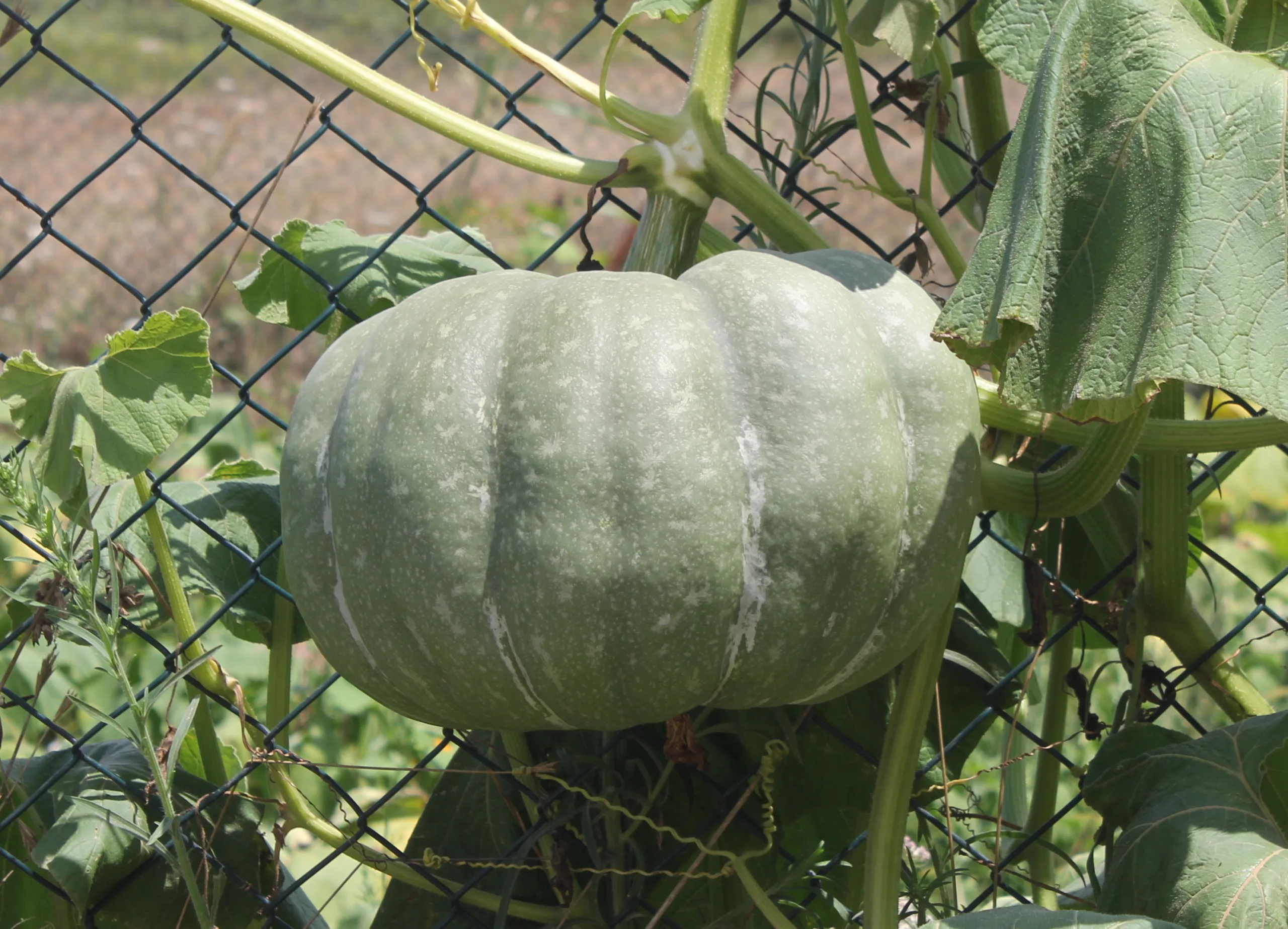 Cucurbita pepo