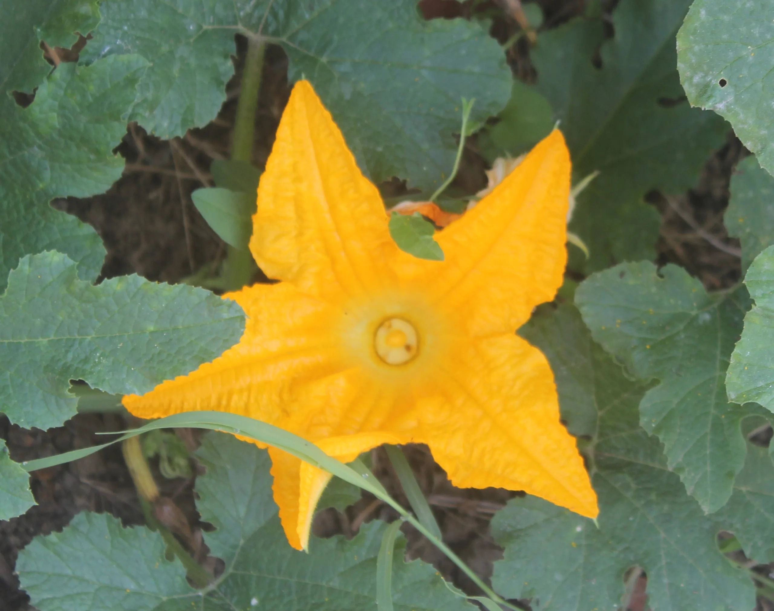 Cucurbita pepo