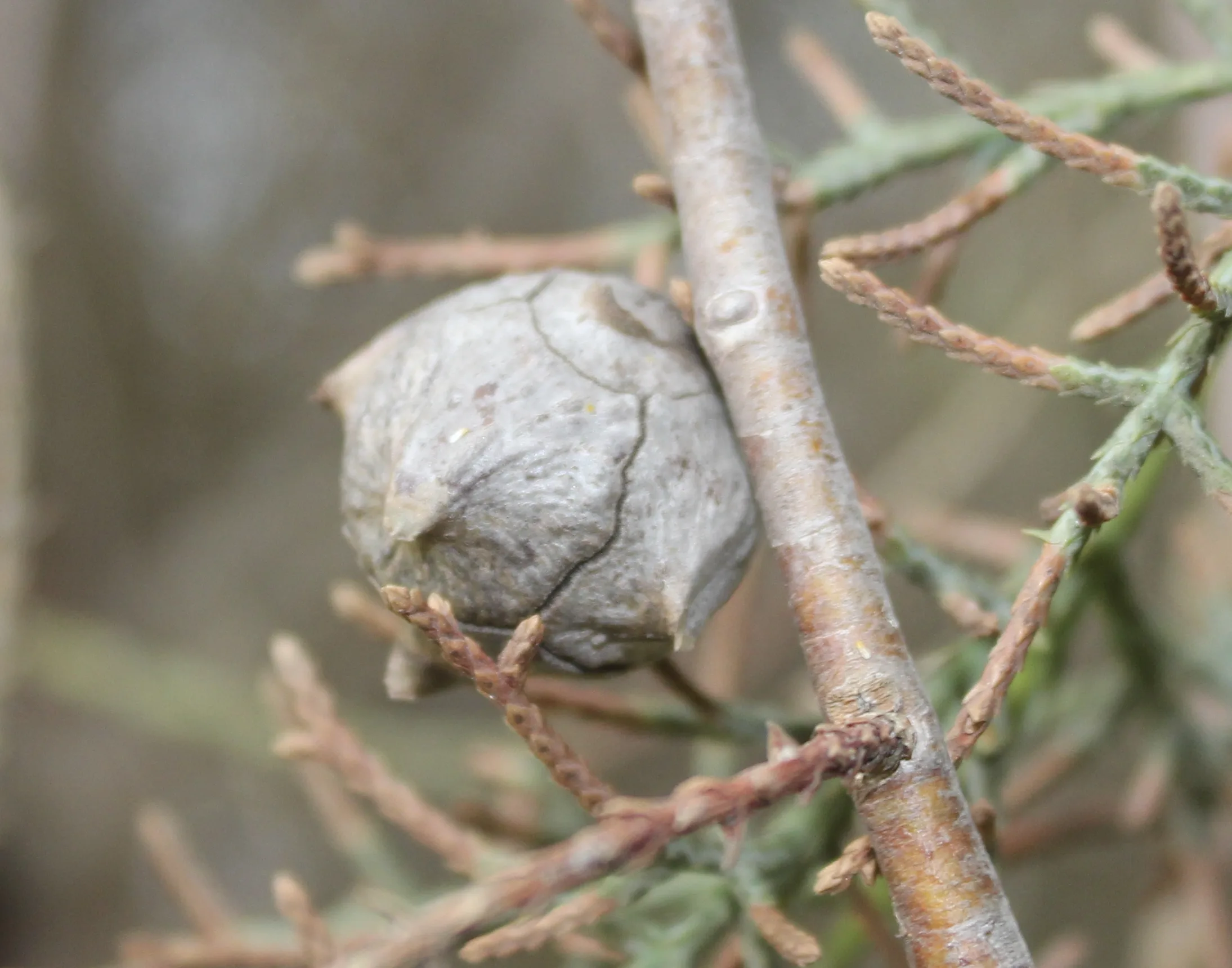 Hesperocyparis glabra