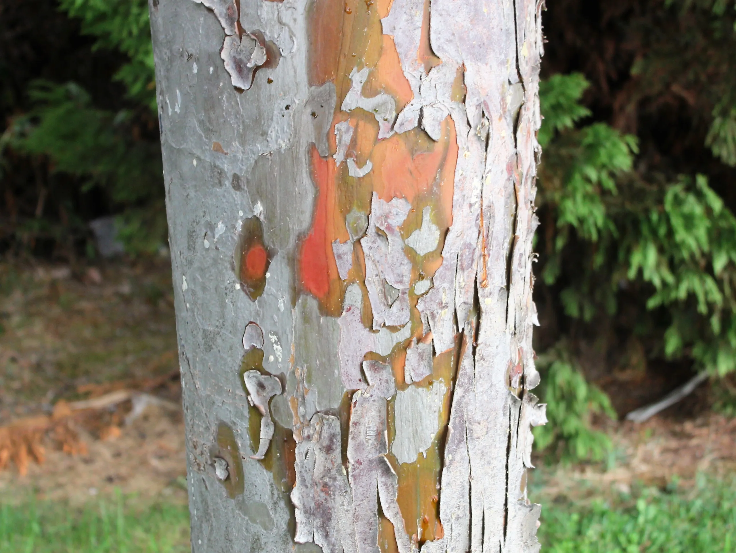 Hesperocyparis glabra