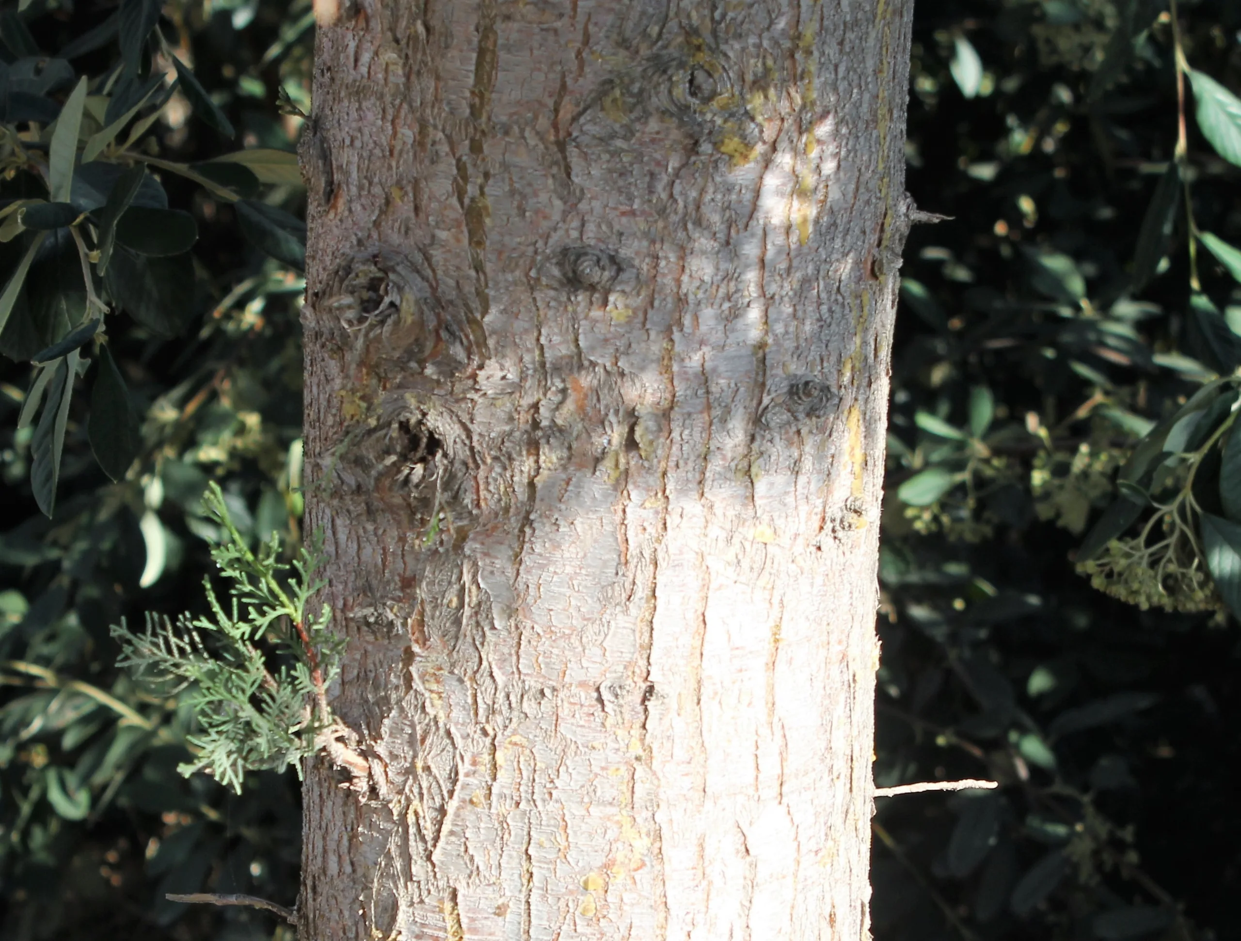 Cupressus sempervirens