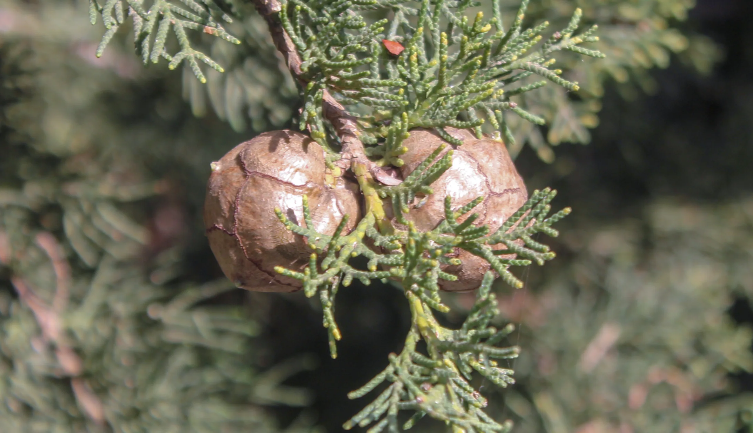 Cupressus sempervirens