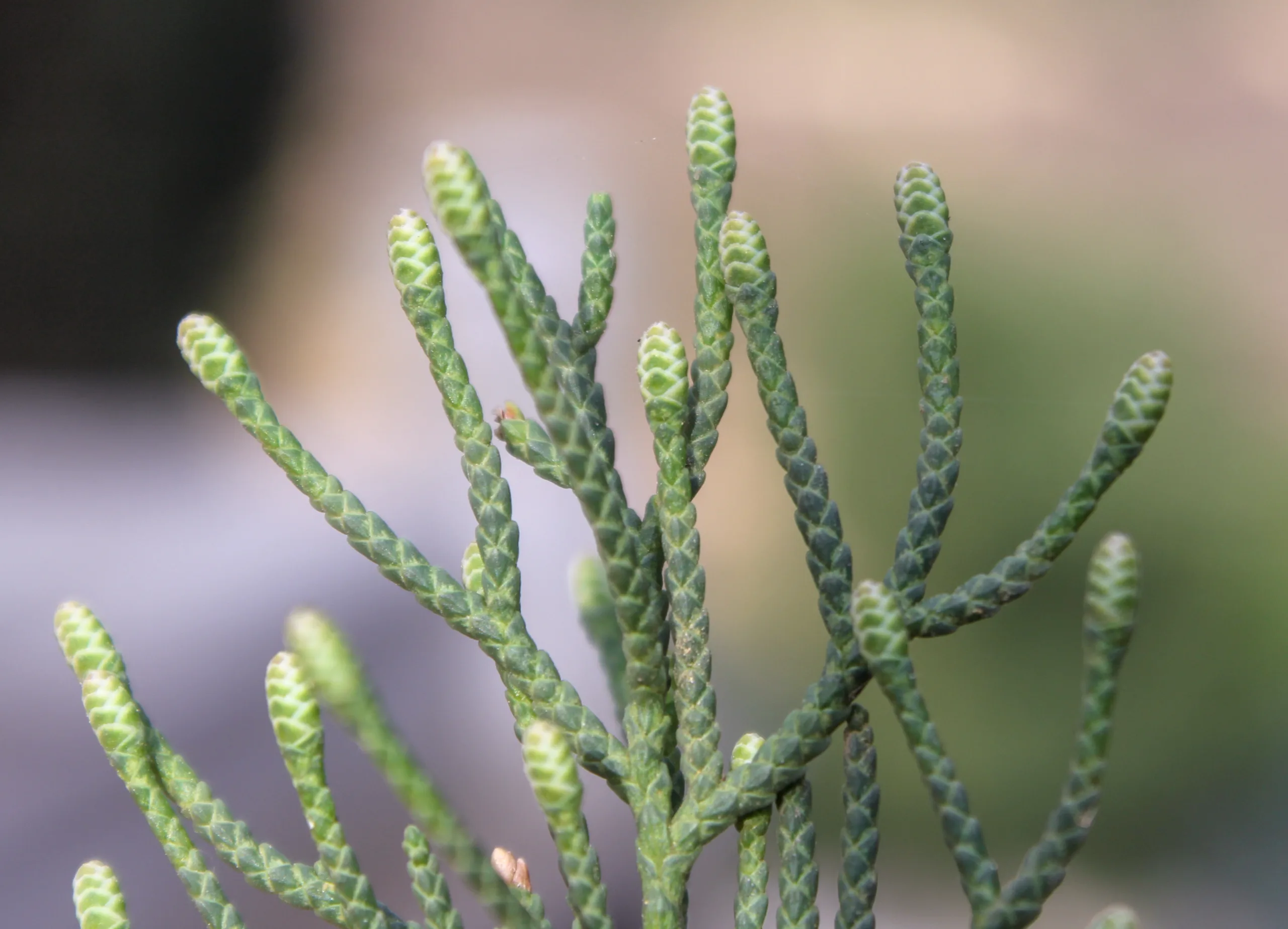 Cupressus sempervirens