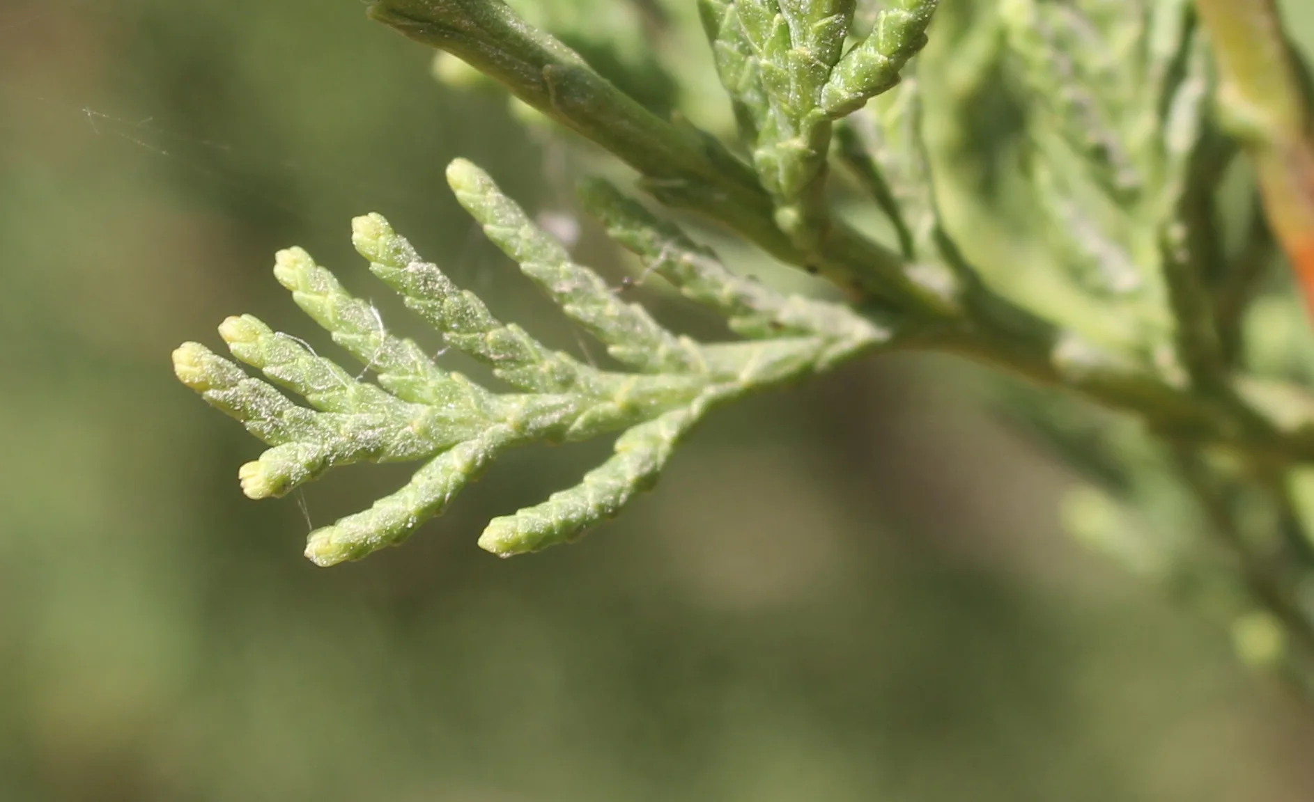 Cupressus sempervirens
