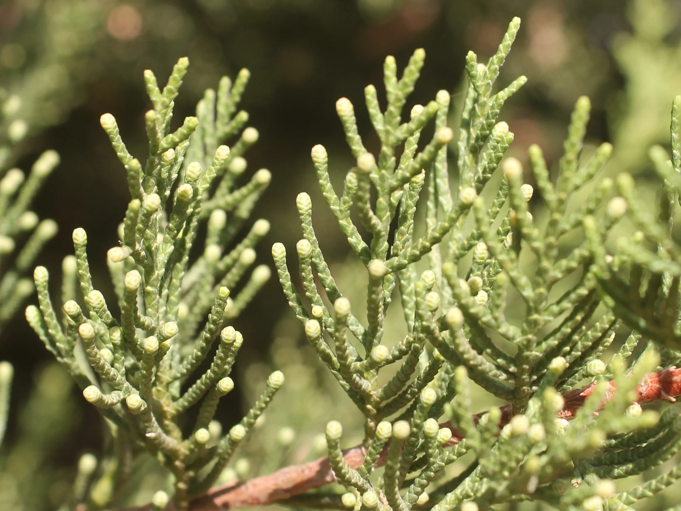 Cupressus sempervirens