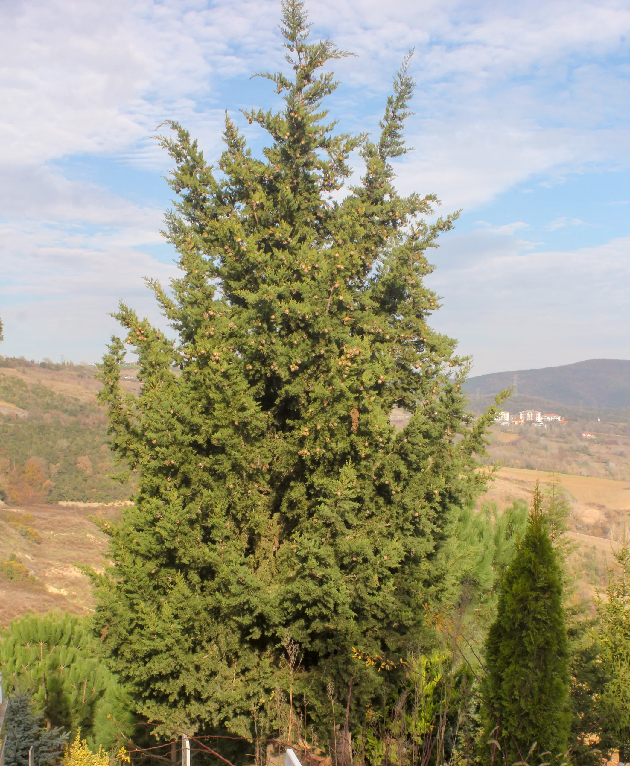 Cupressus sempervirens